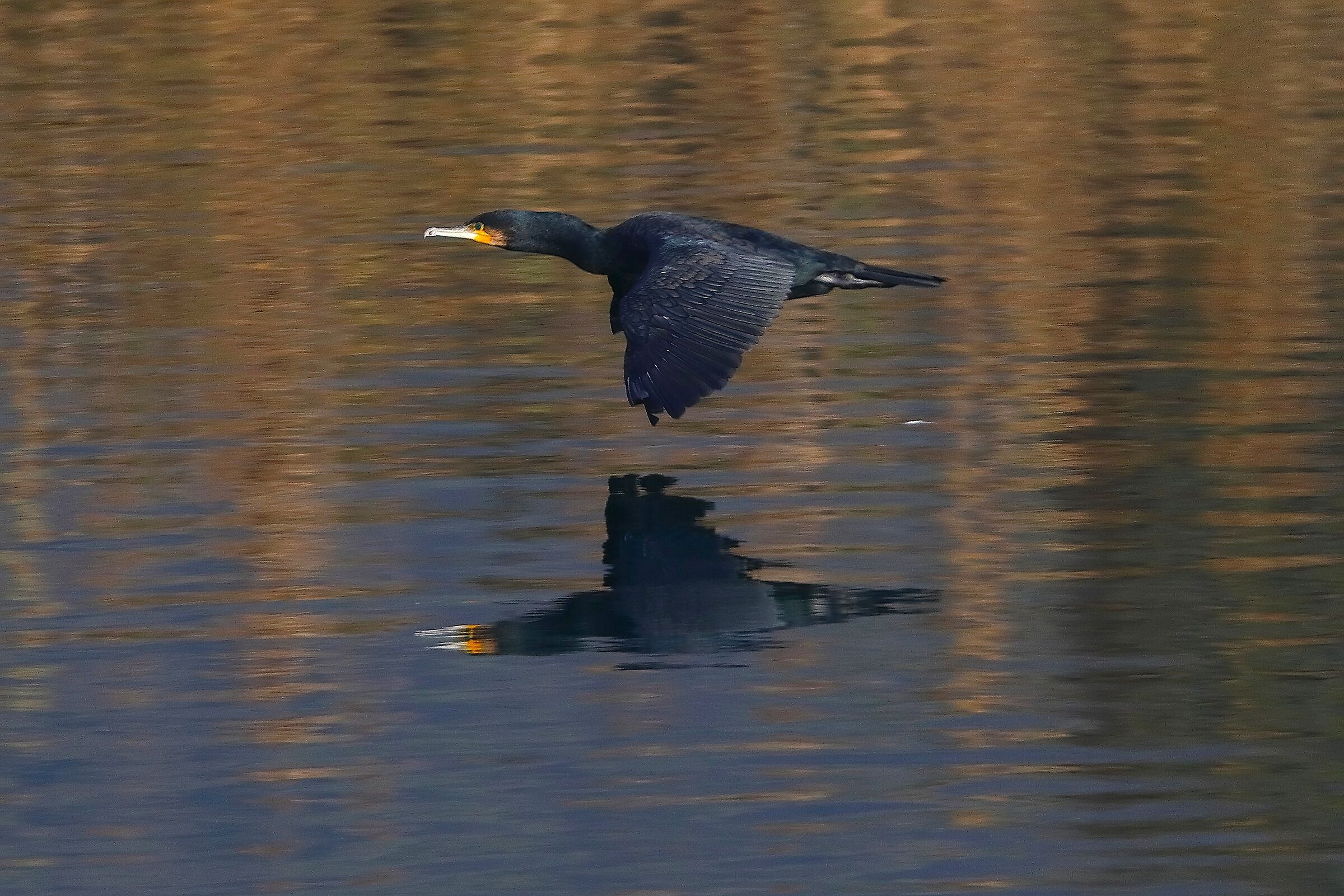 Cormorano 16 novembre 2024 - 0002