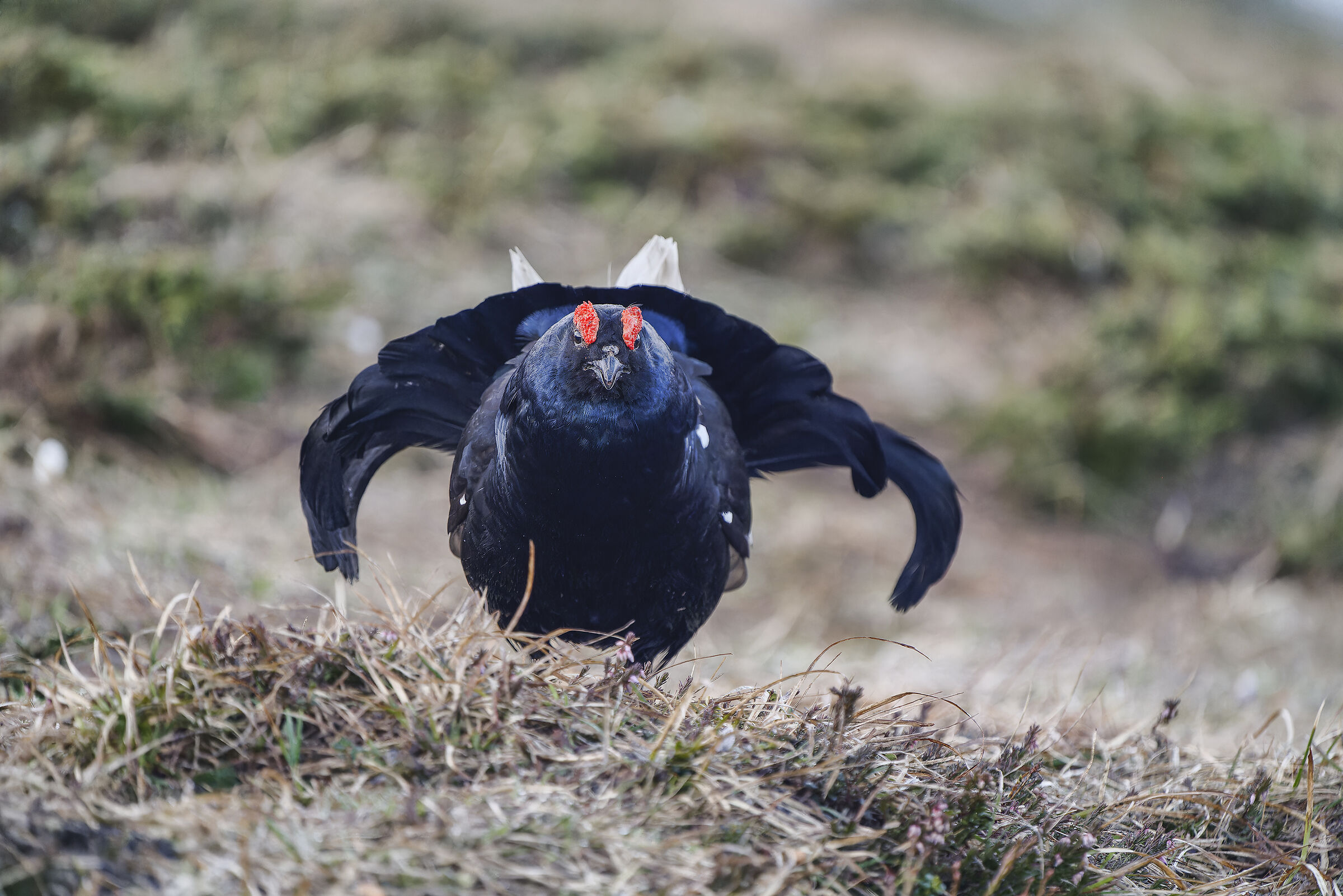 Black grouse