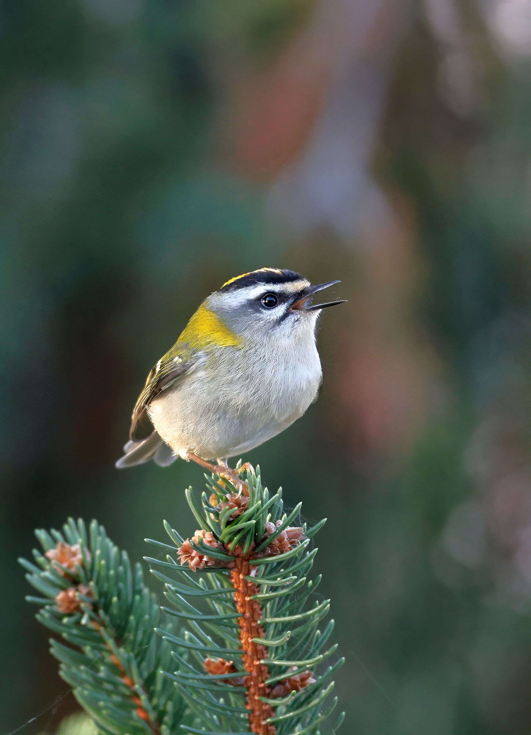 Firecrest