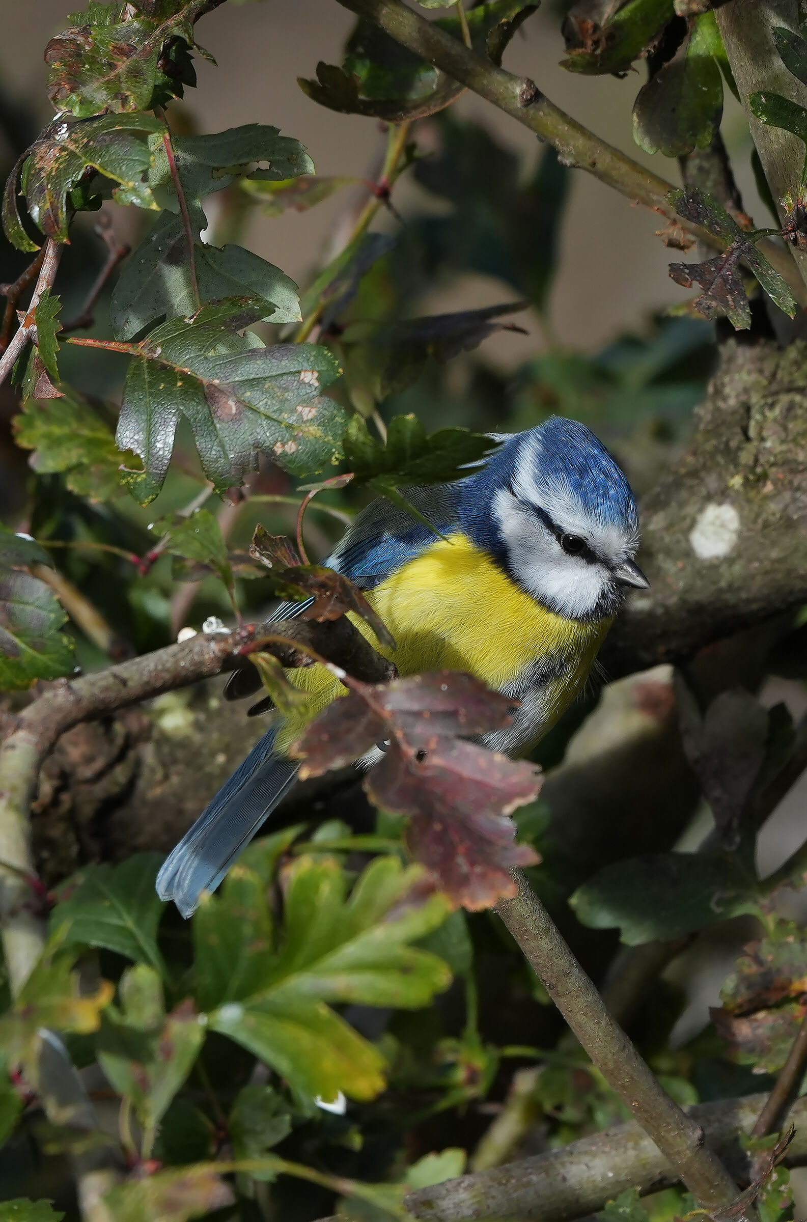 Blue Tit1