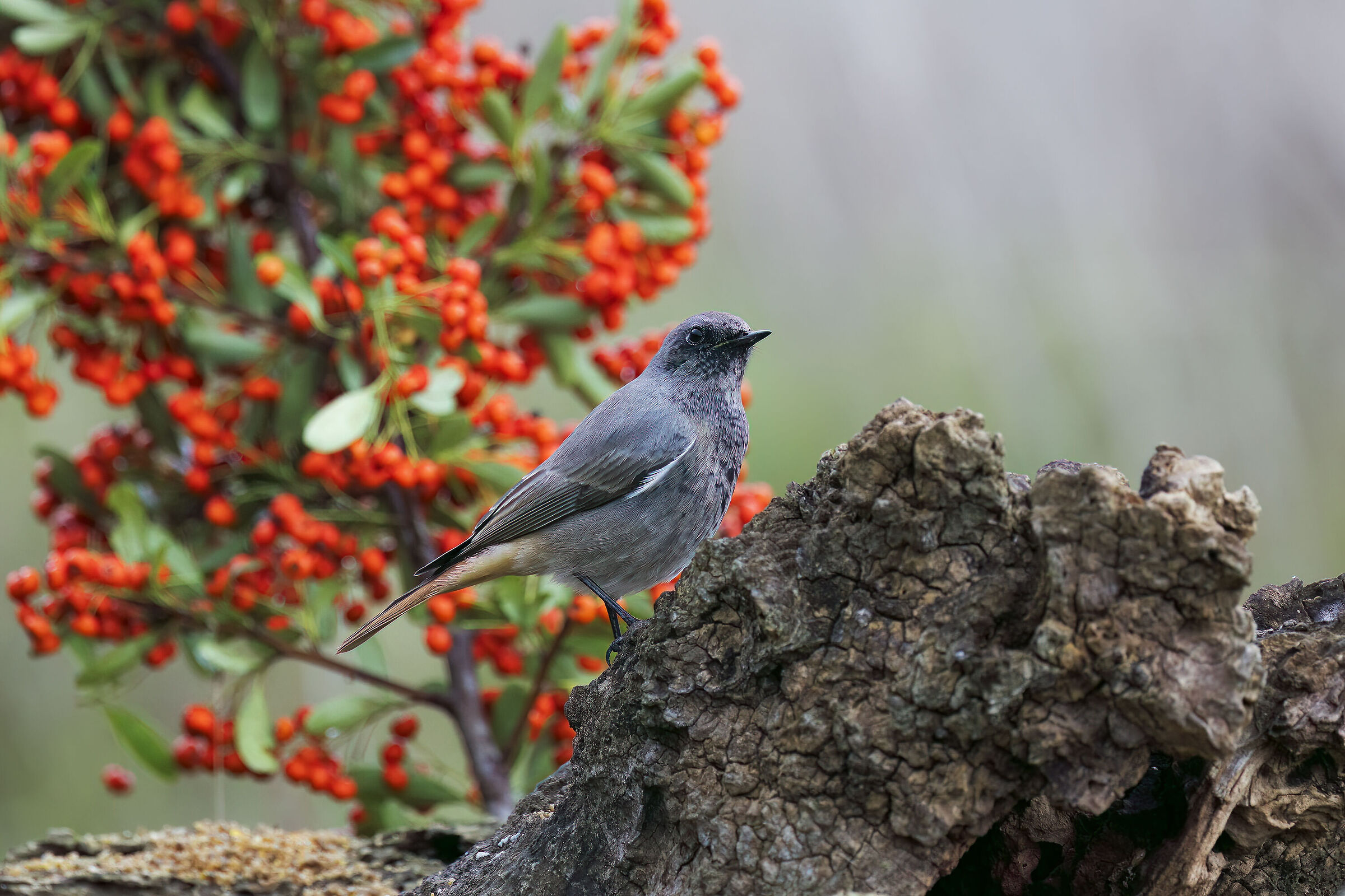 Black redstart