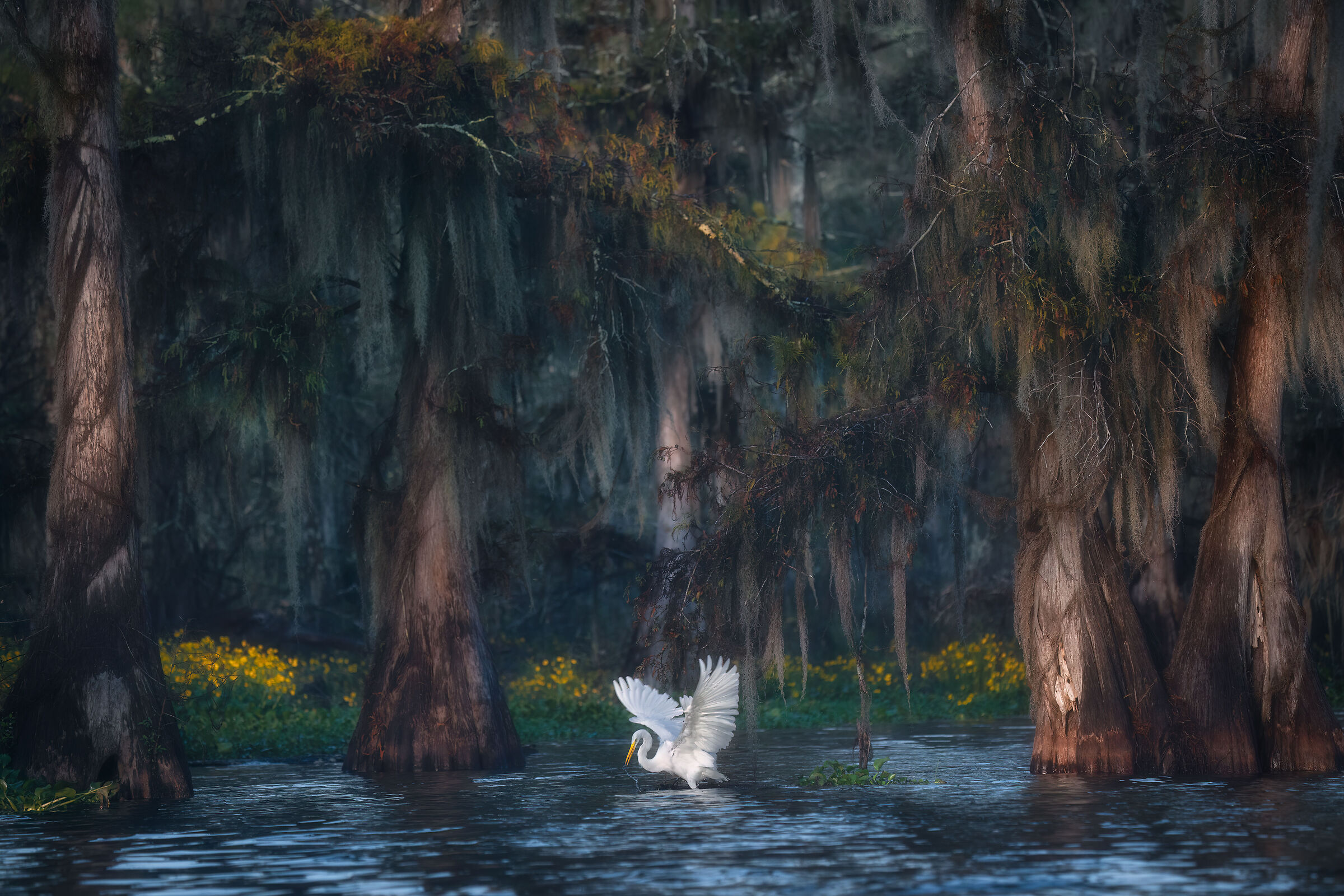 Louisiana Swamp