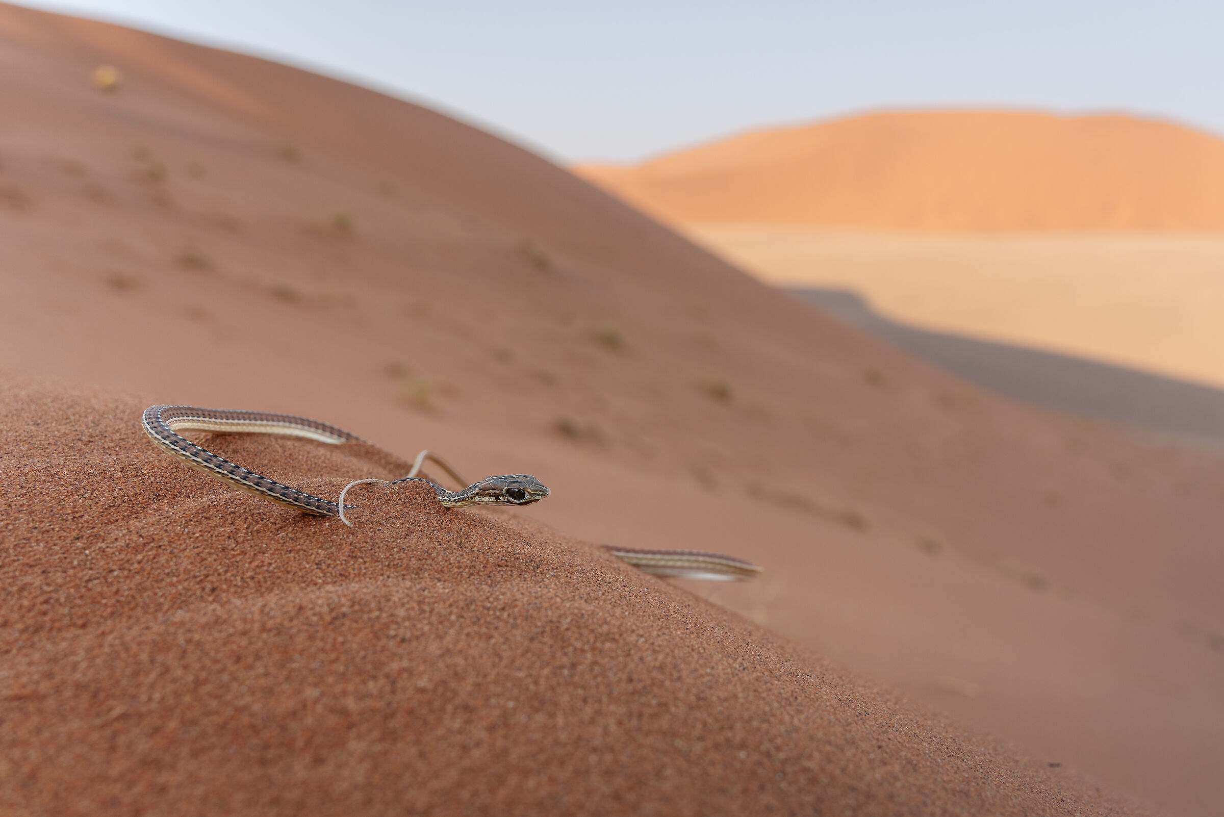 Serpente del deserto