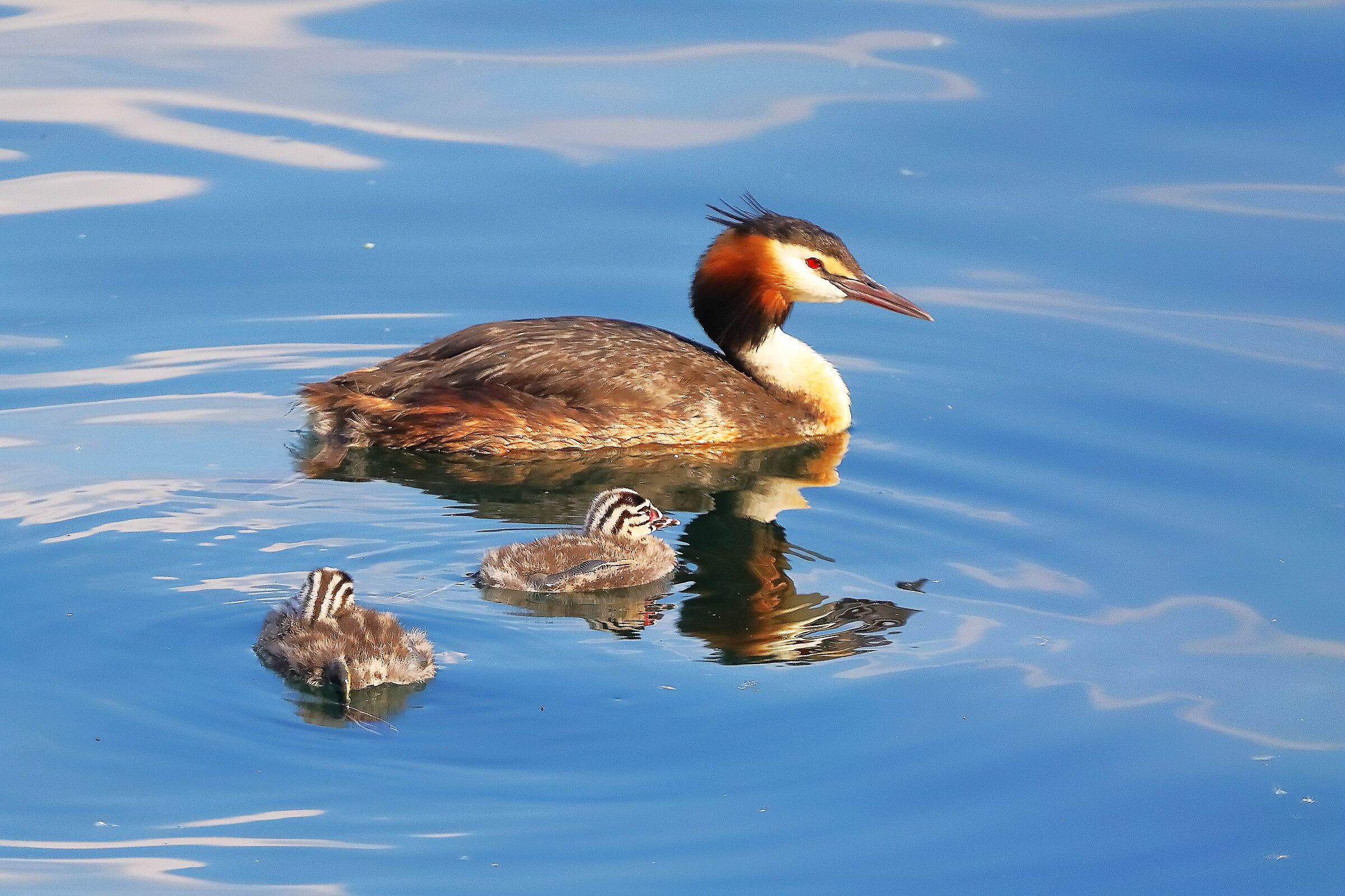 Svassi 04 luglio 2024 - 0102