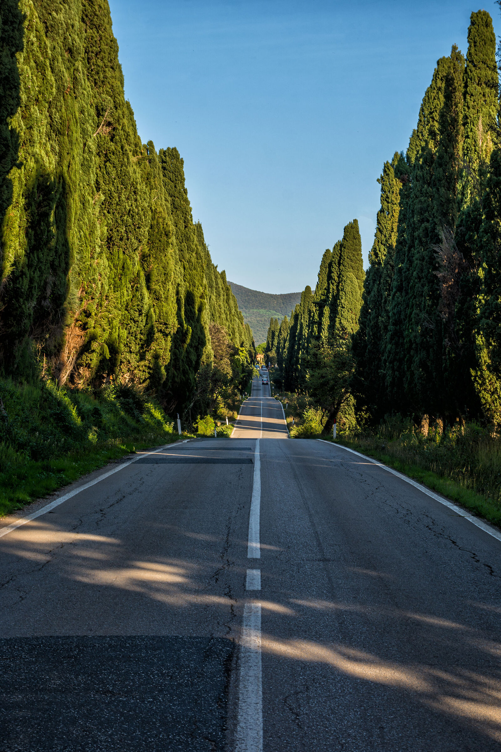 I cipressi che a Bólgheri alti e schietti...
