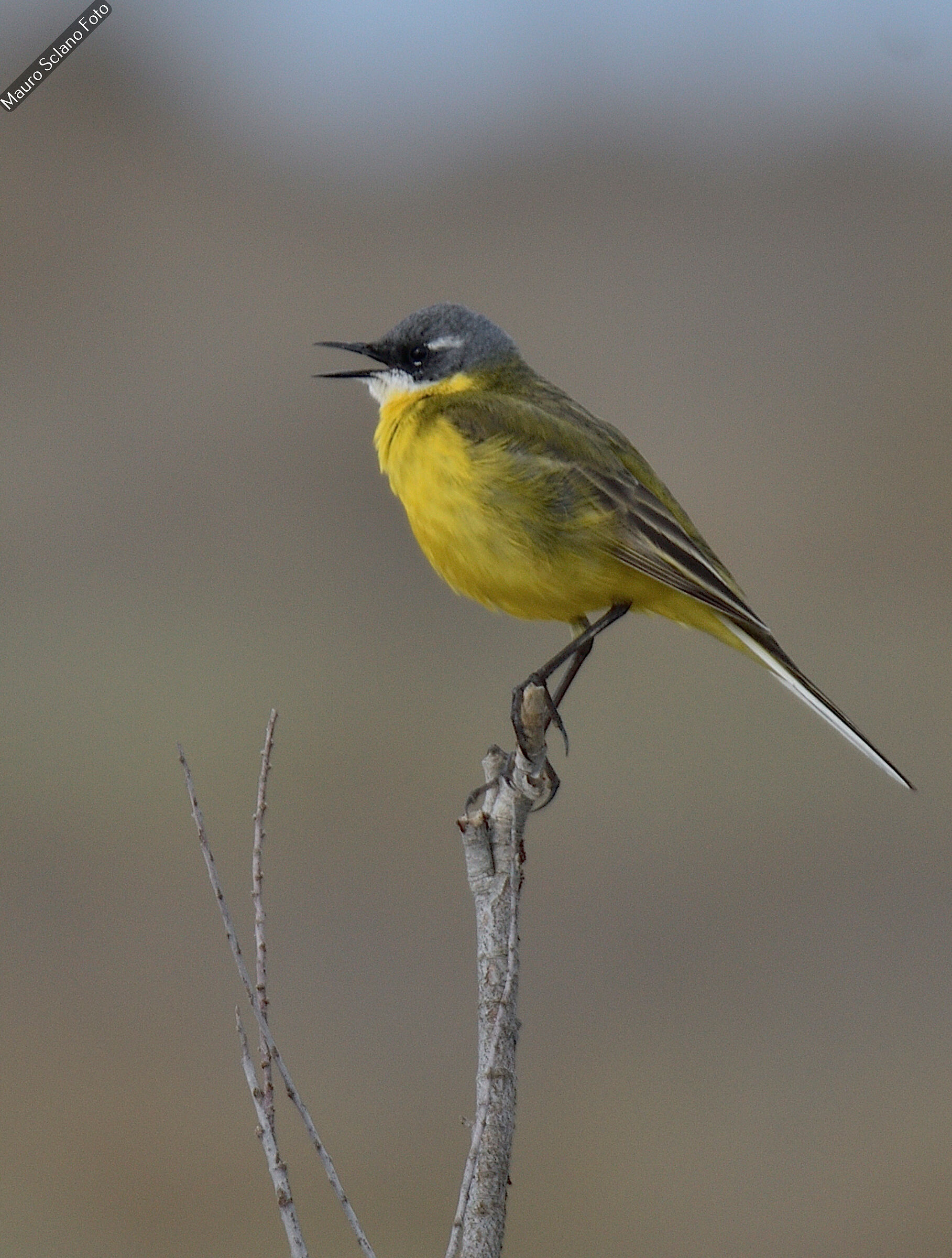 Wagtail