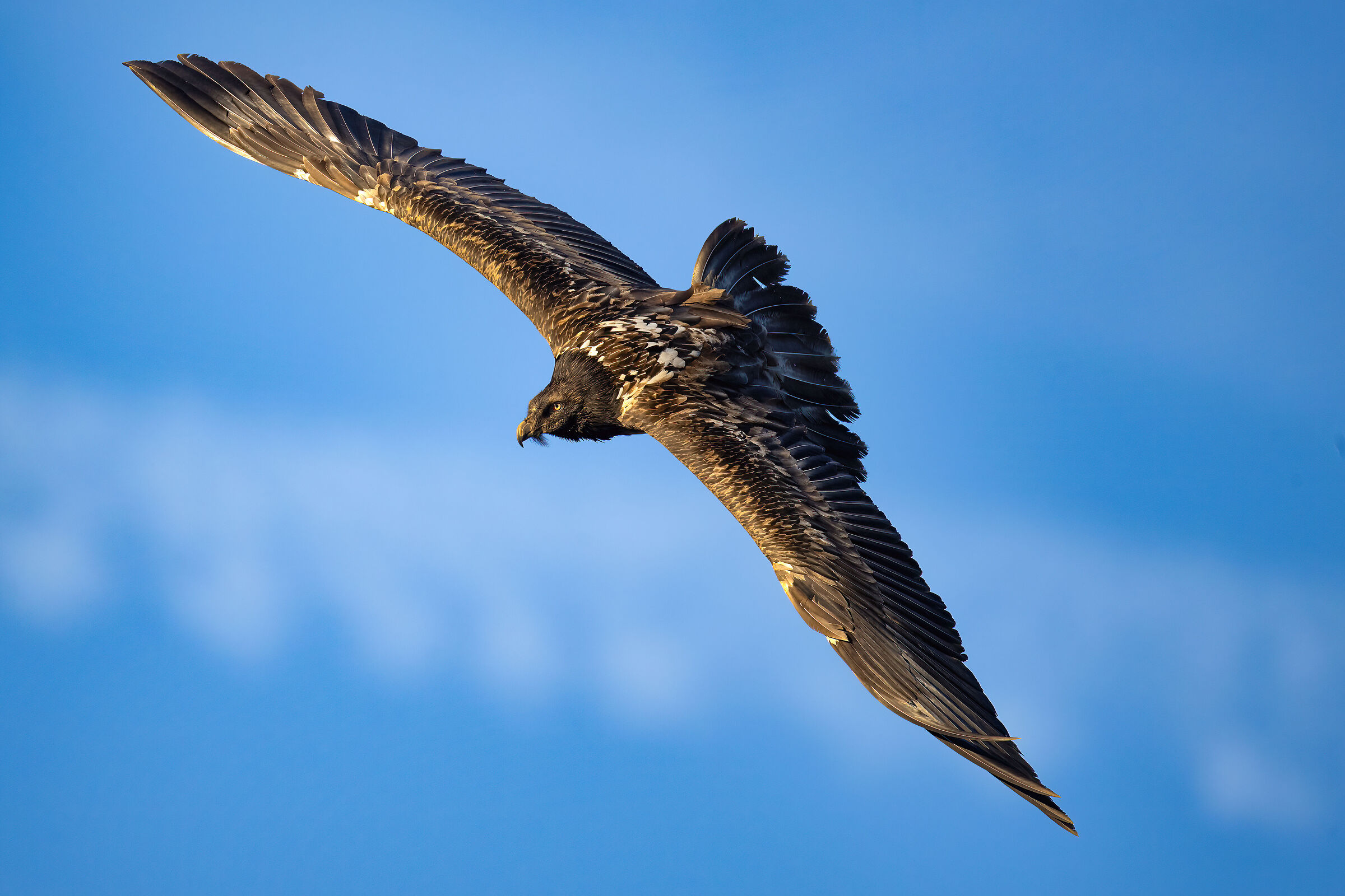 Gypaetus barbatus - Gran Paradiso National Park