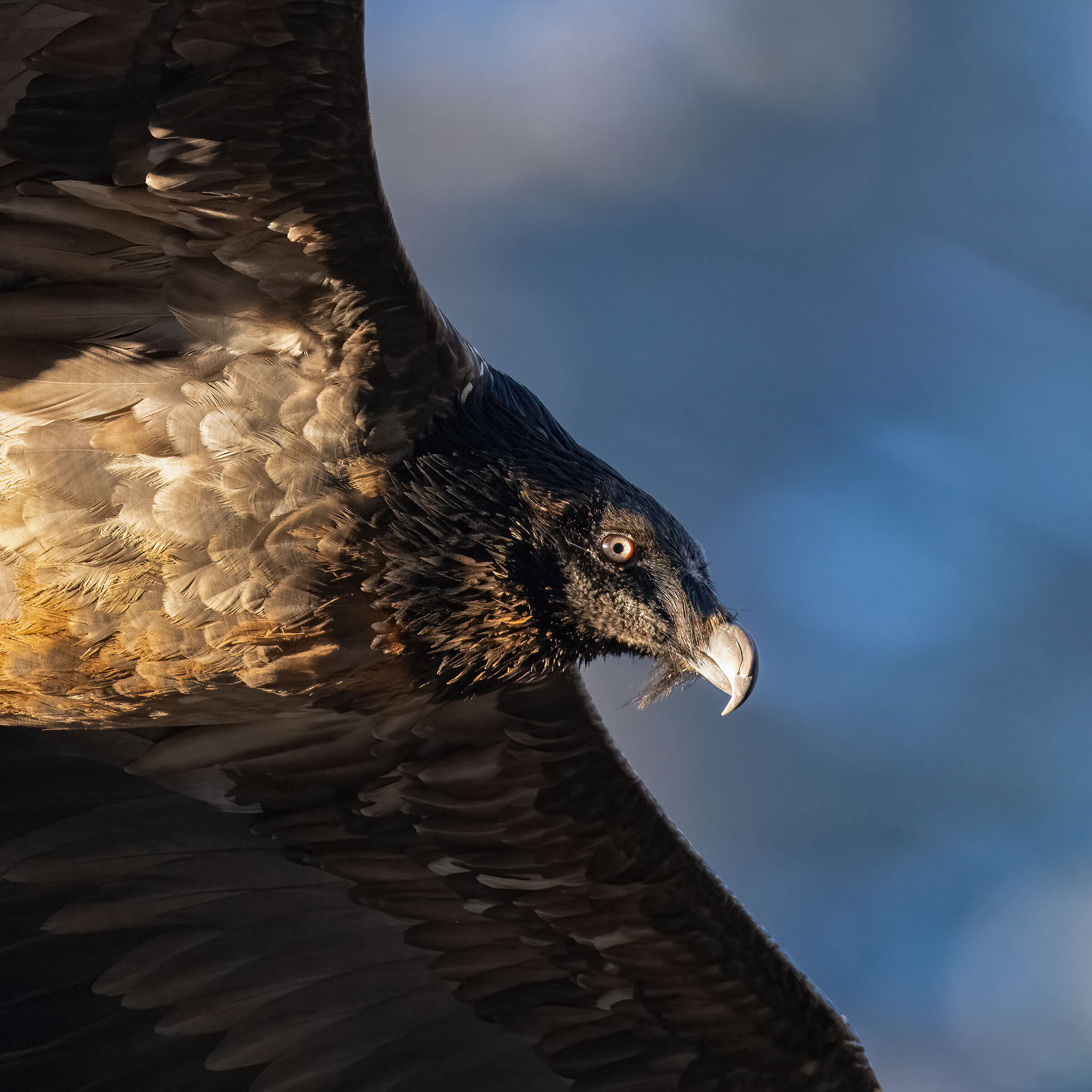 Gypaetus barbatus - Gran Paradiso National Park