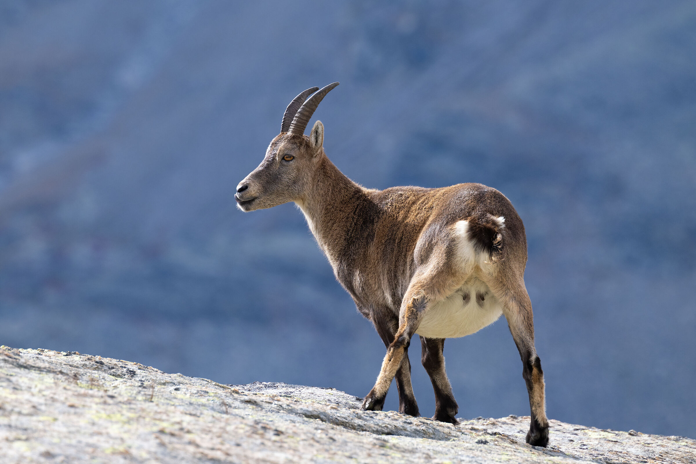 Ibex - Gran Paradiso National Park
