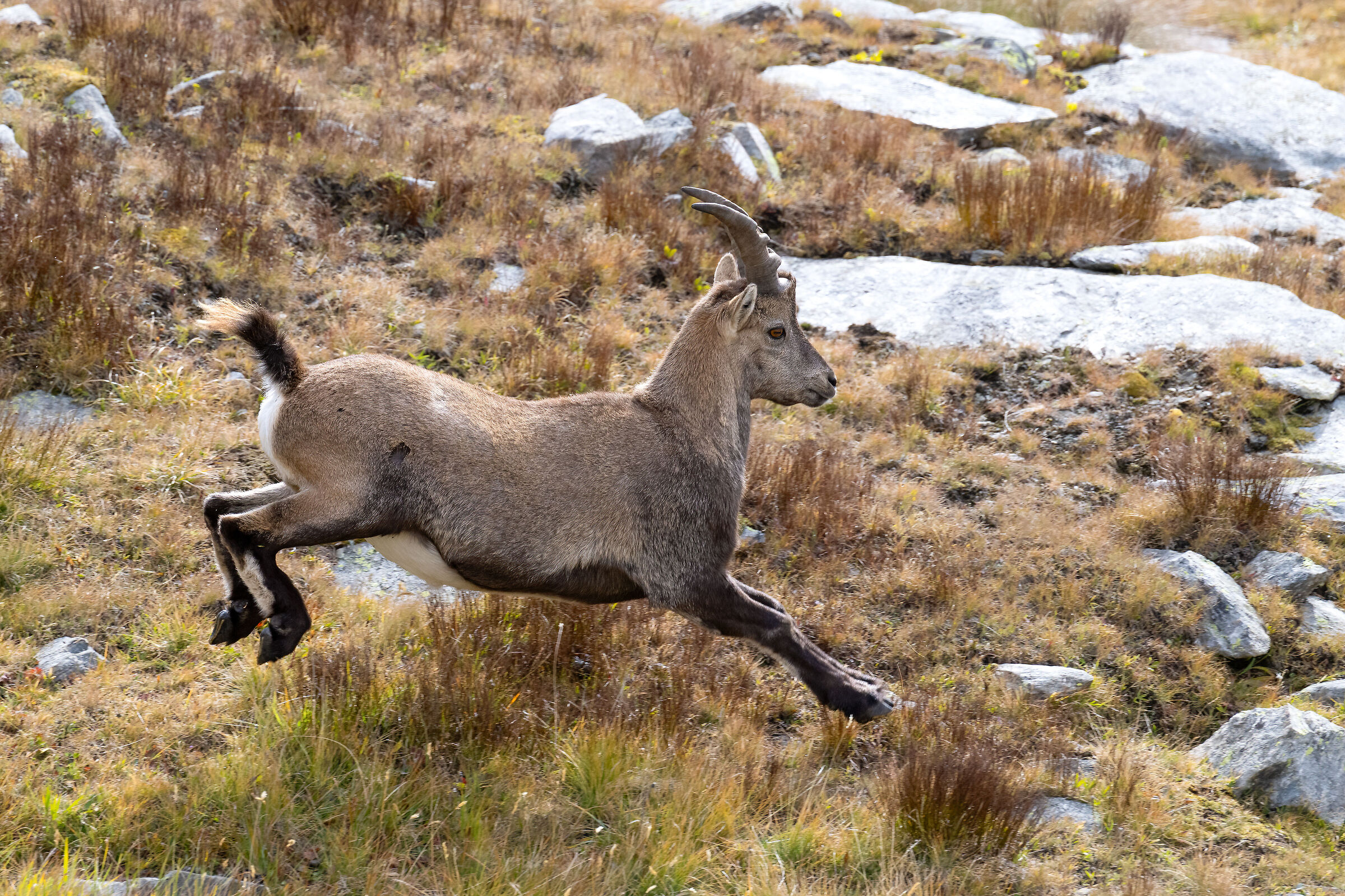 Ibex - Gran Paradiso National Park