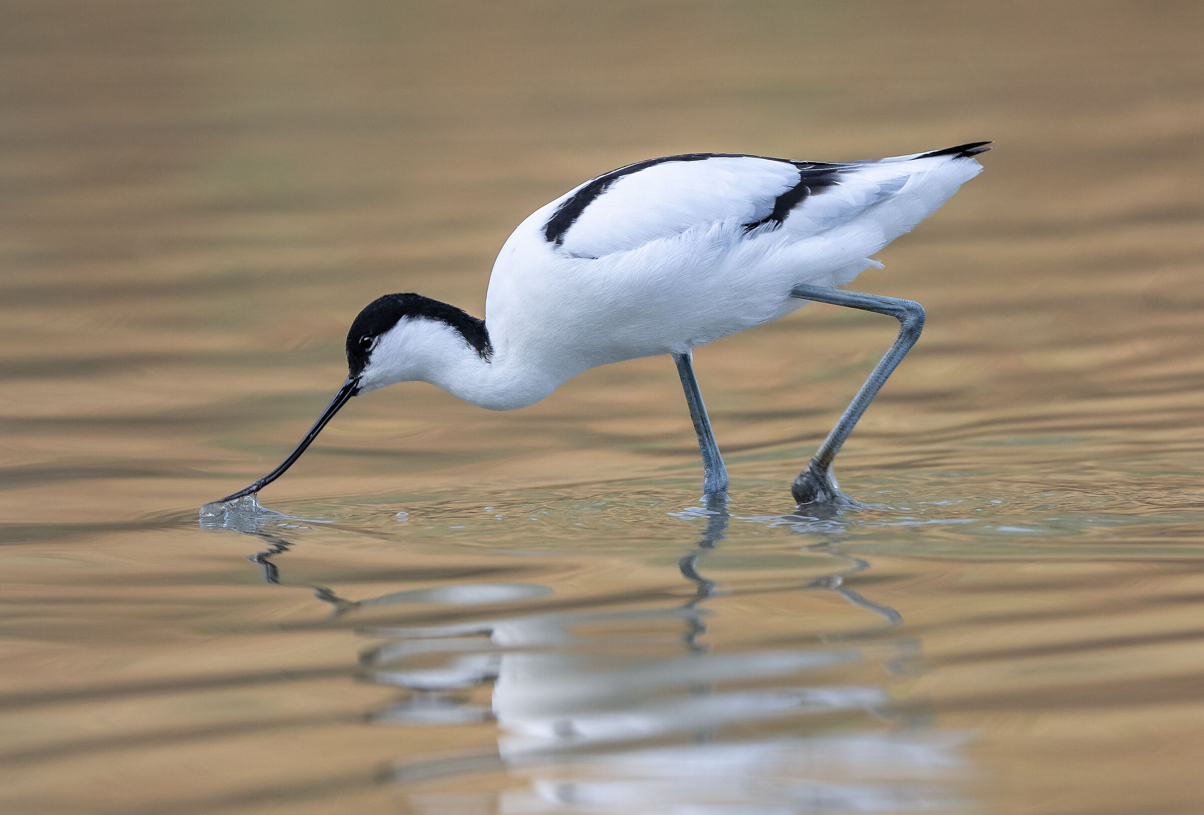 Avocetta