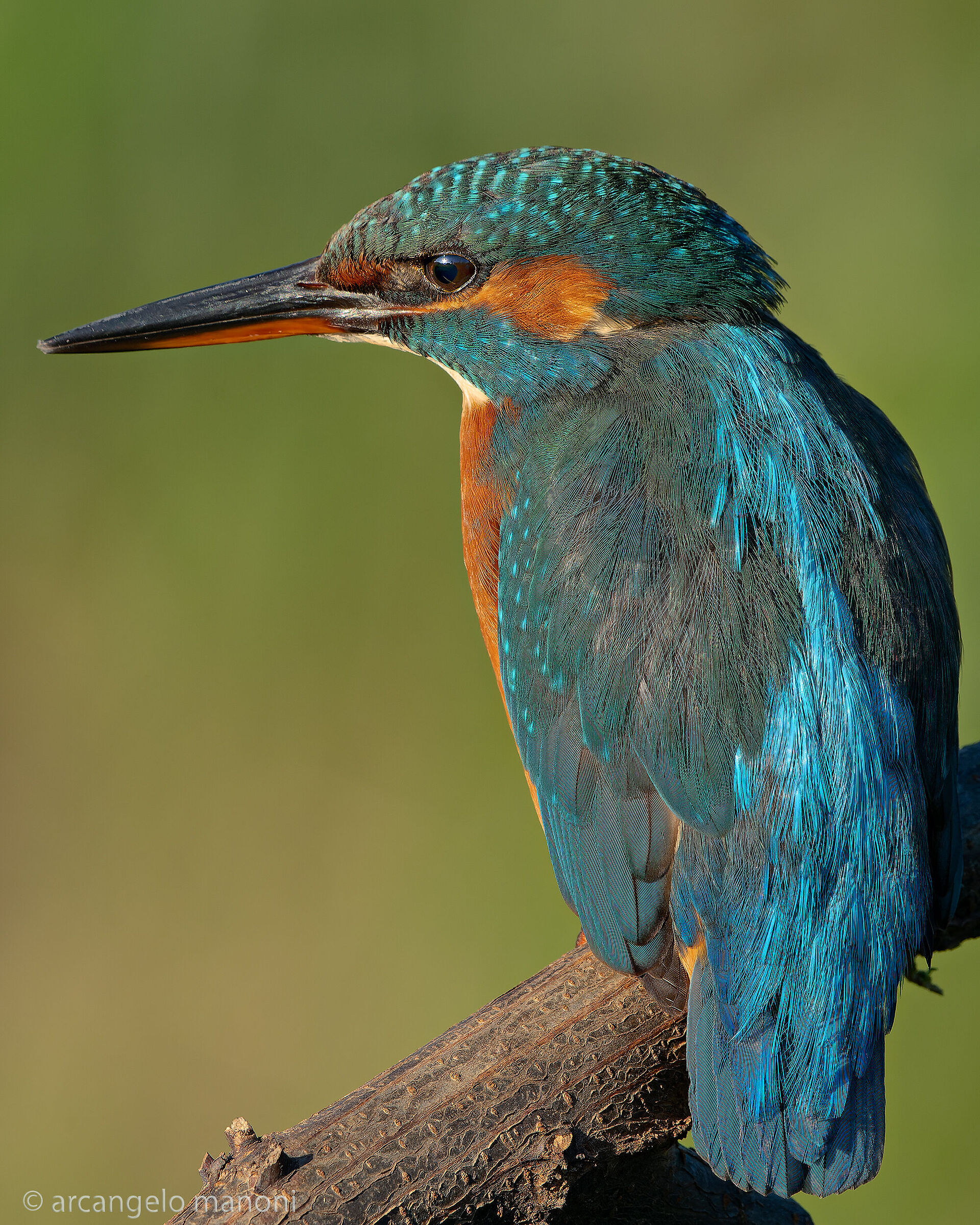 I colori del martin pescatore