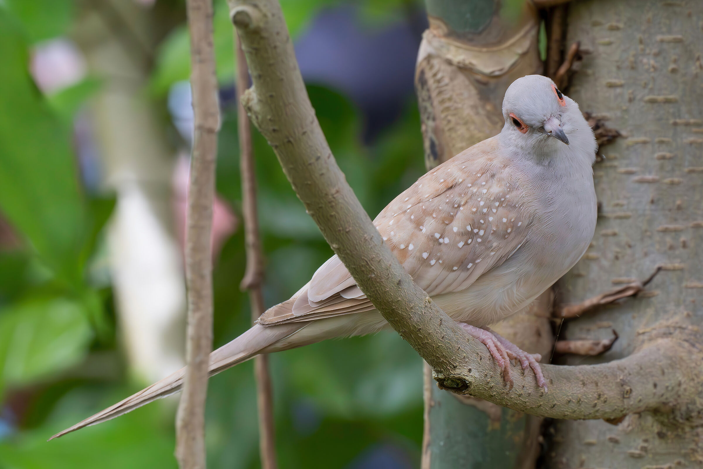 Geopelia cuneata (diamond dove)