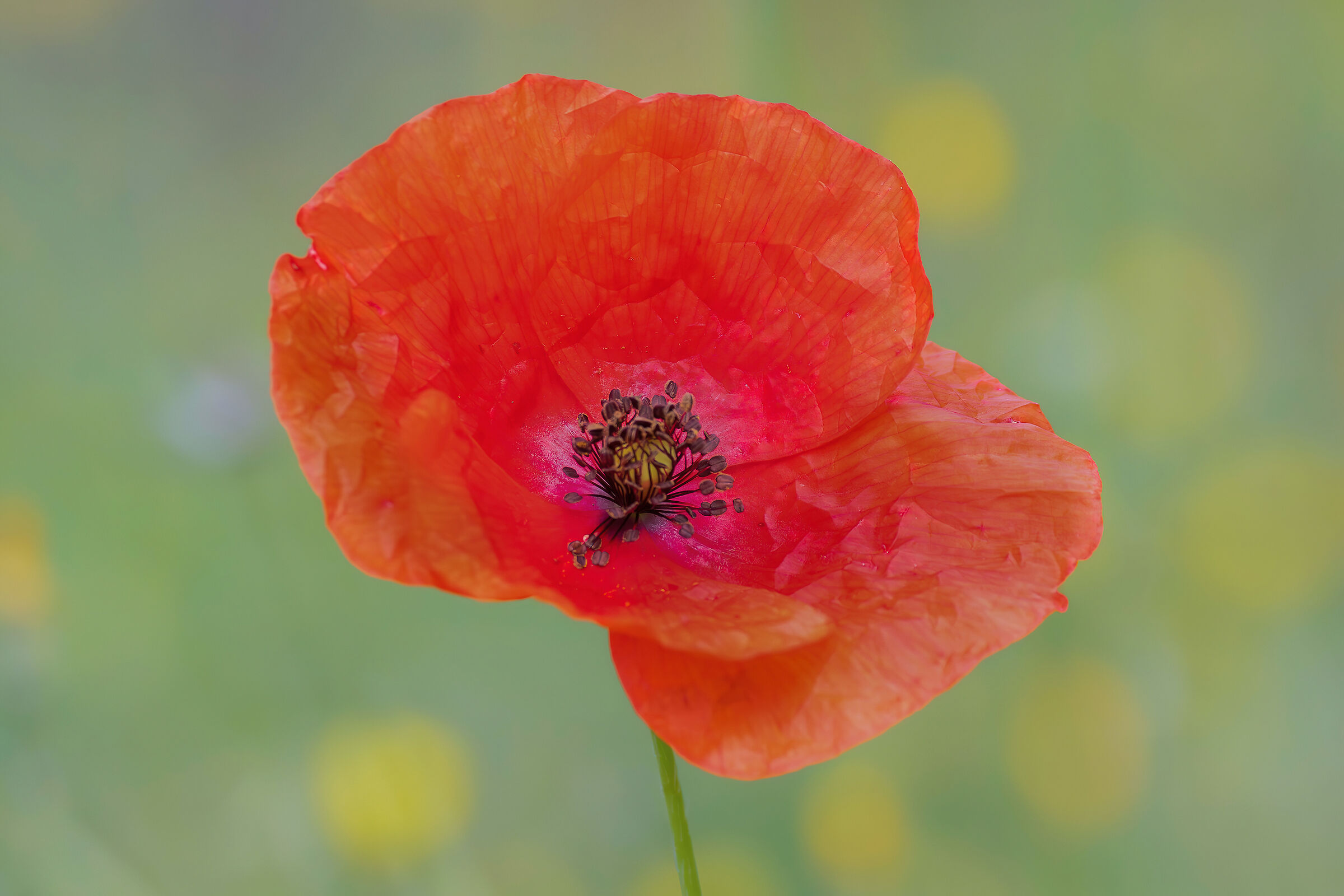 Poppy