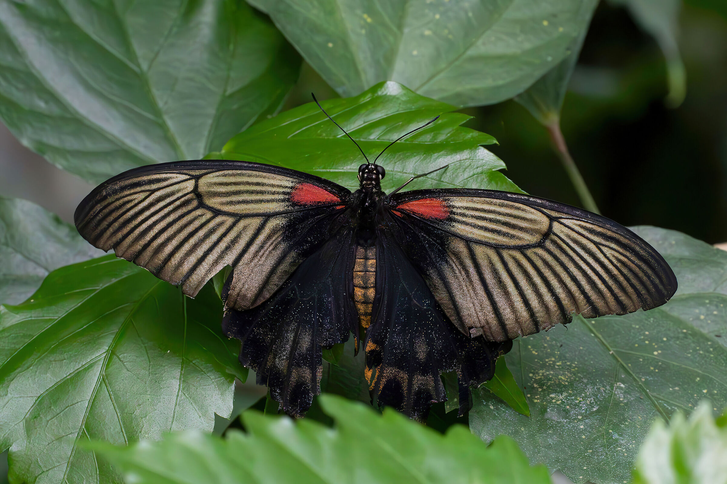 Papilio memnon