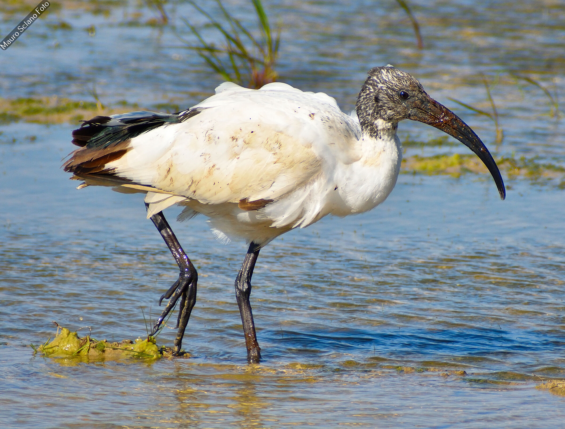 Ibis