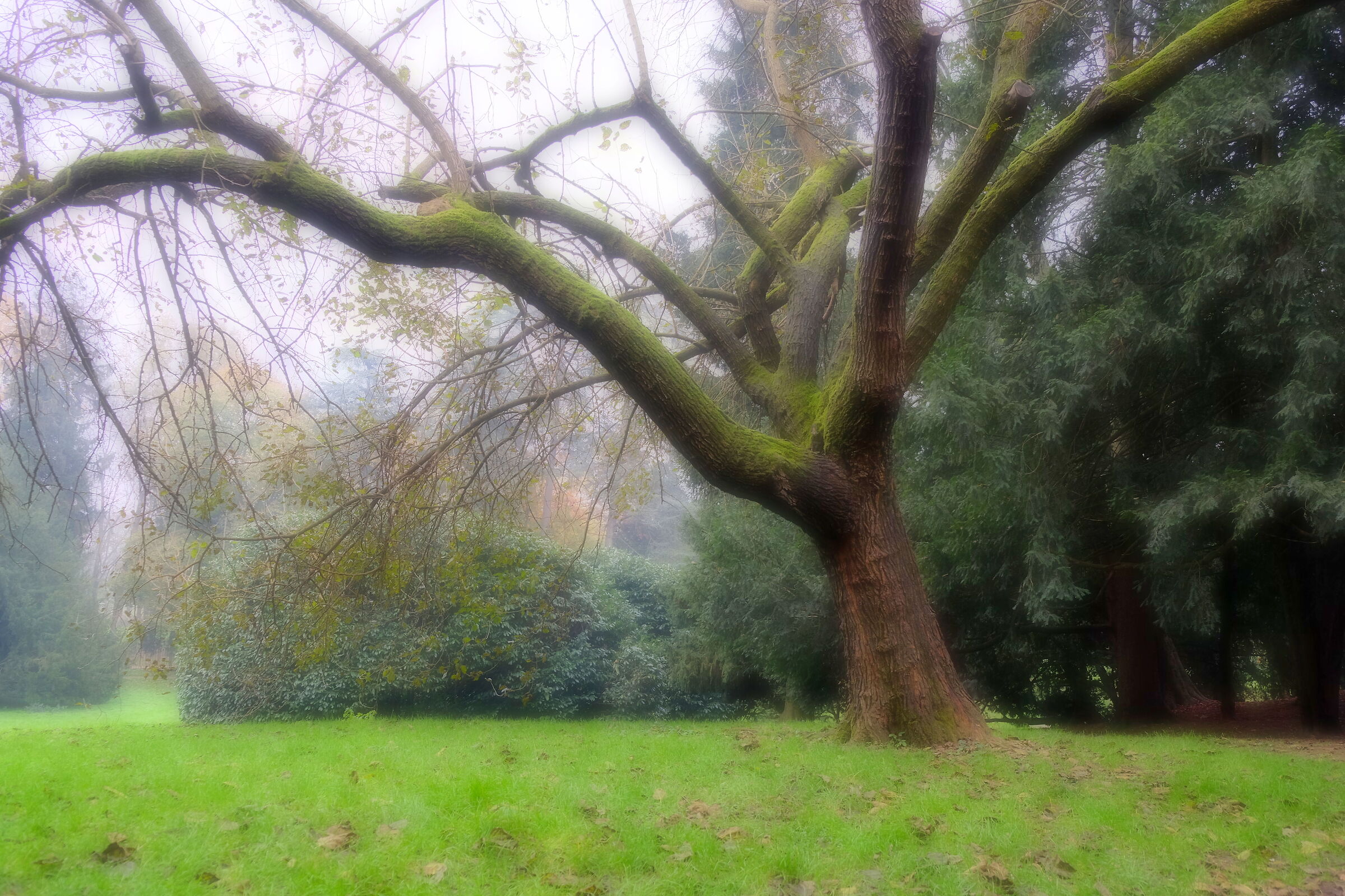 The big tree with green moss