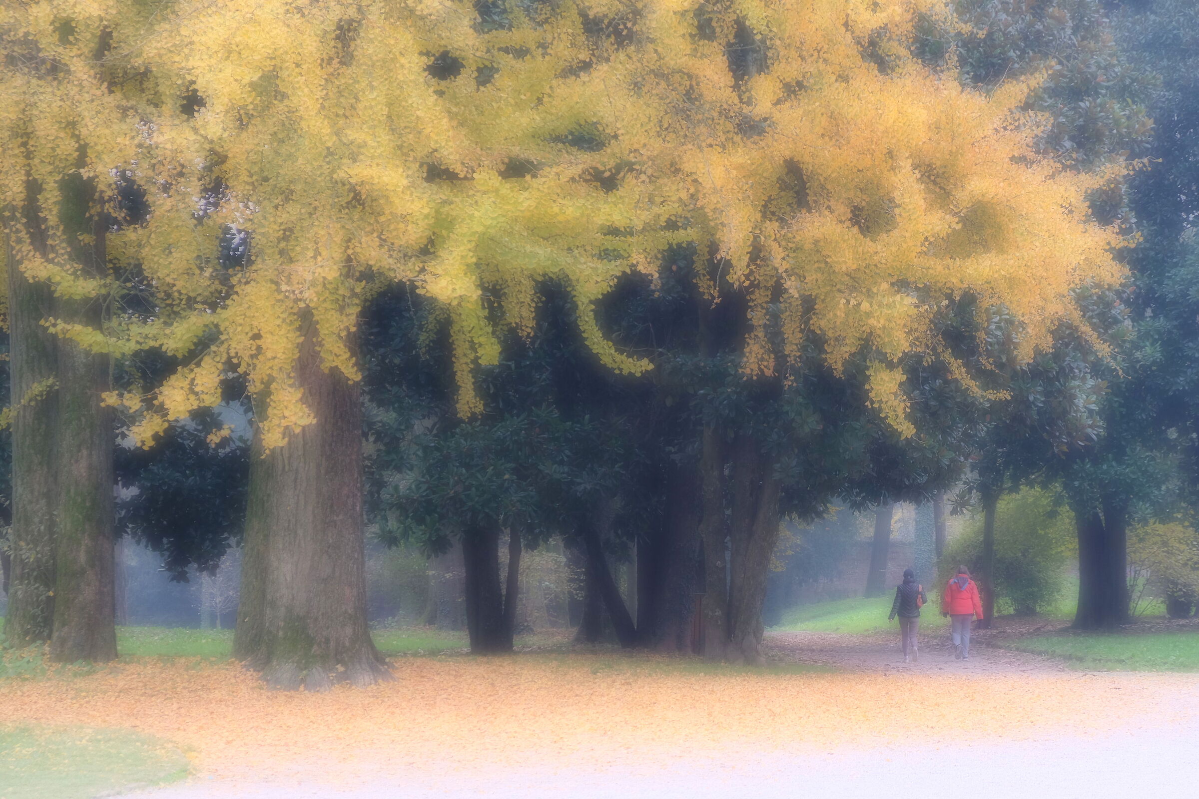 The yellow leaves that autumn gives us