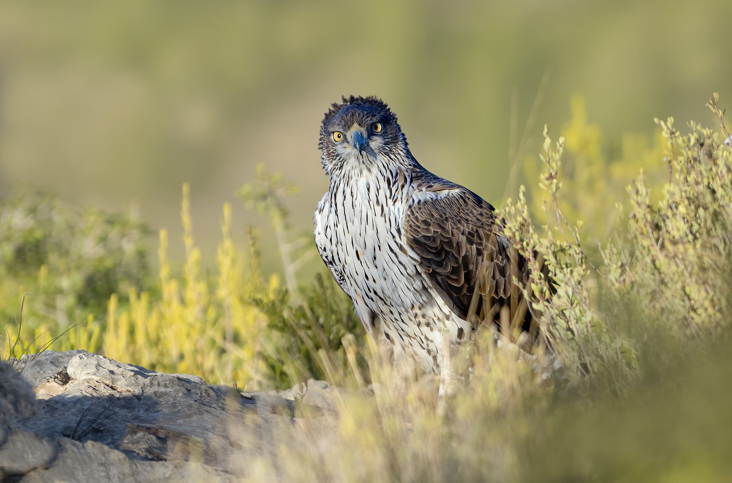 aquila del bonelli