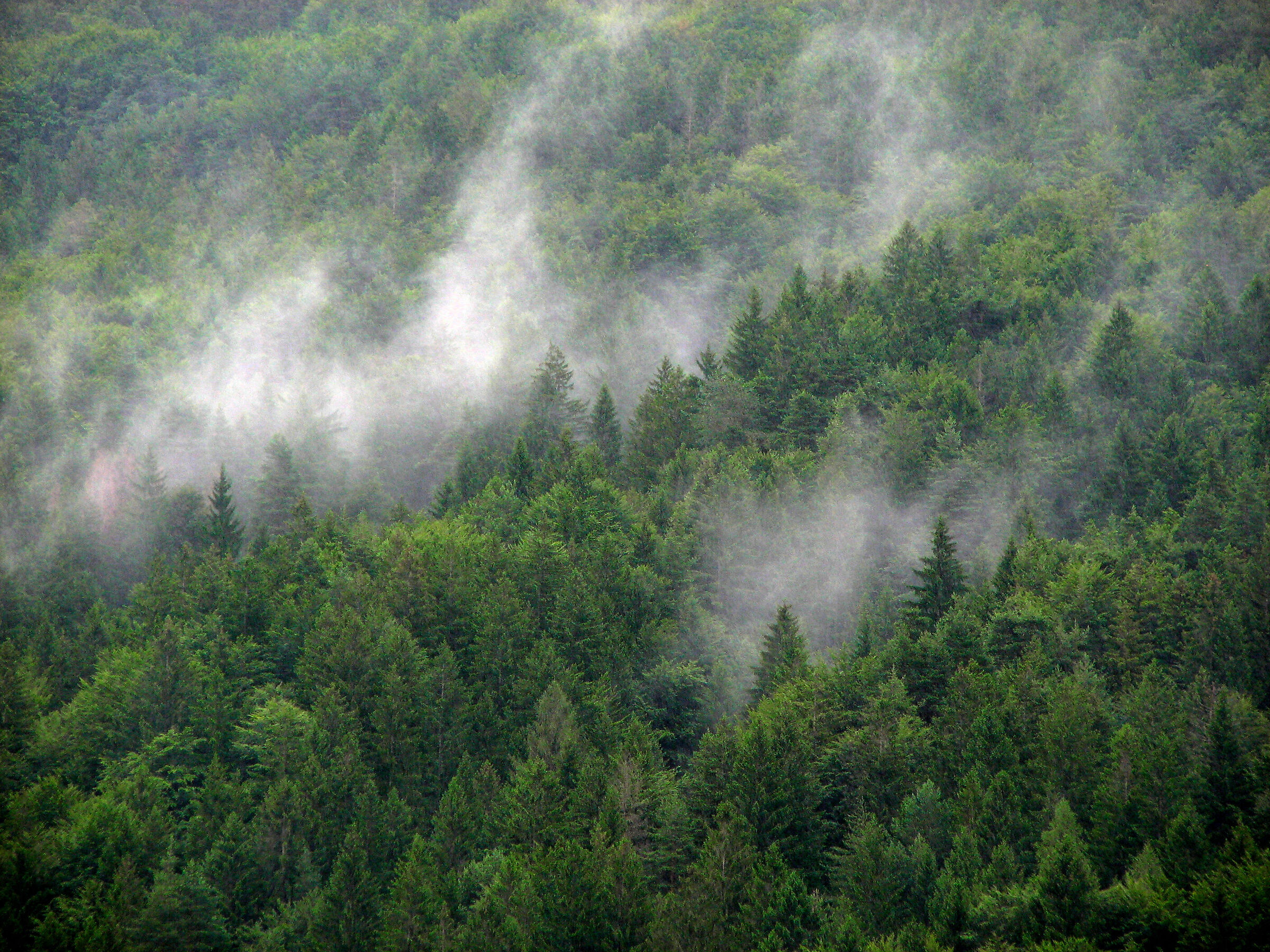 Bosco vigezzino