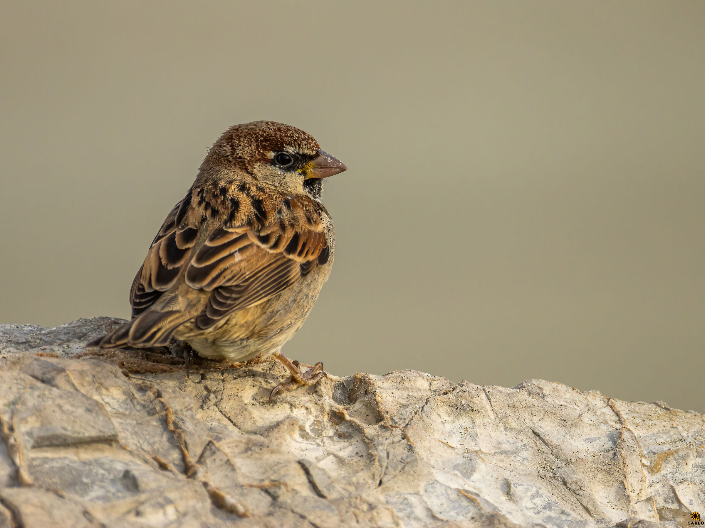 Passerotto comune - nessuno lo fotgrafa