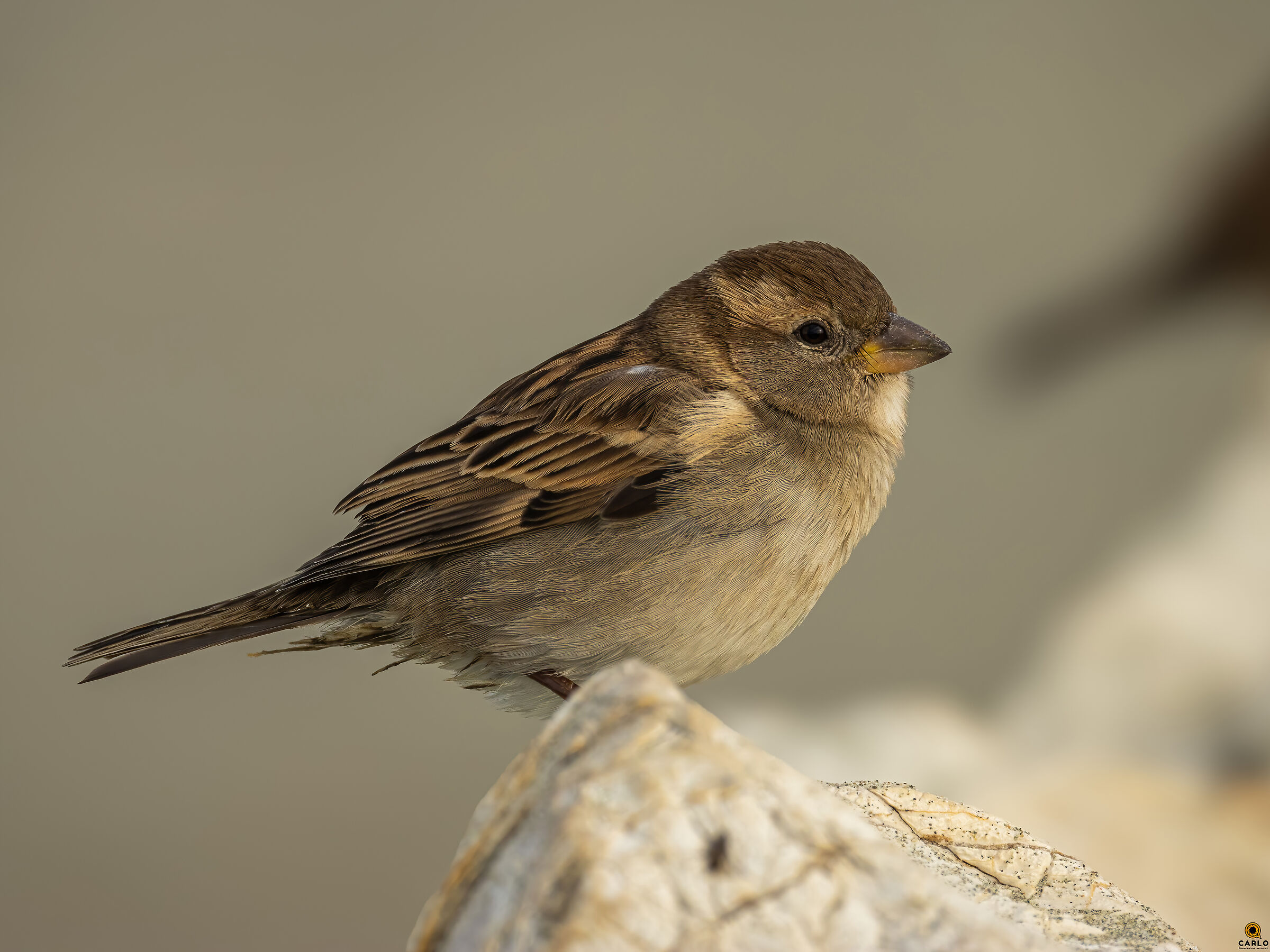 Passerotto comune - nessuno lo fotgrafa