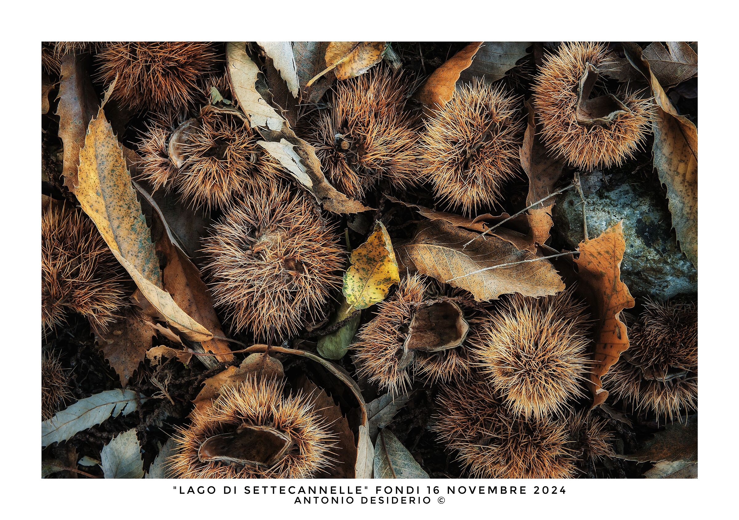 Autumn at your feet...