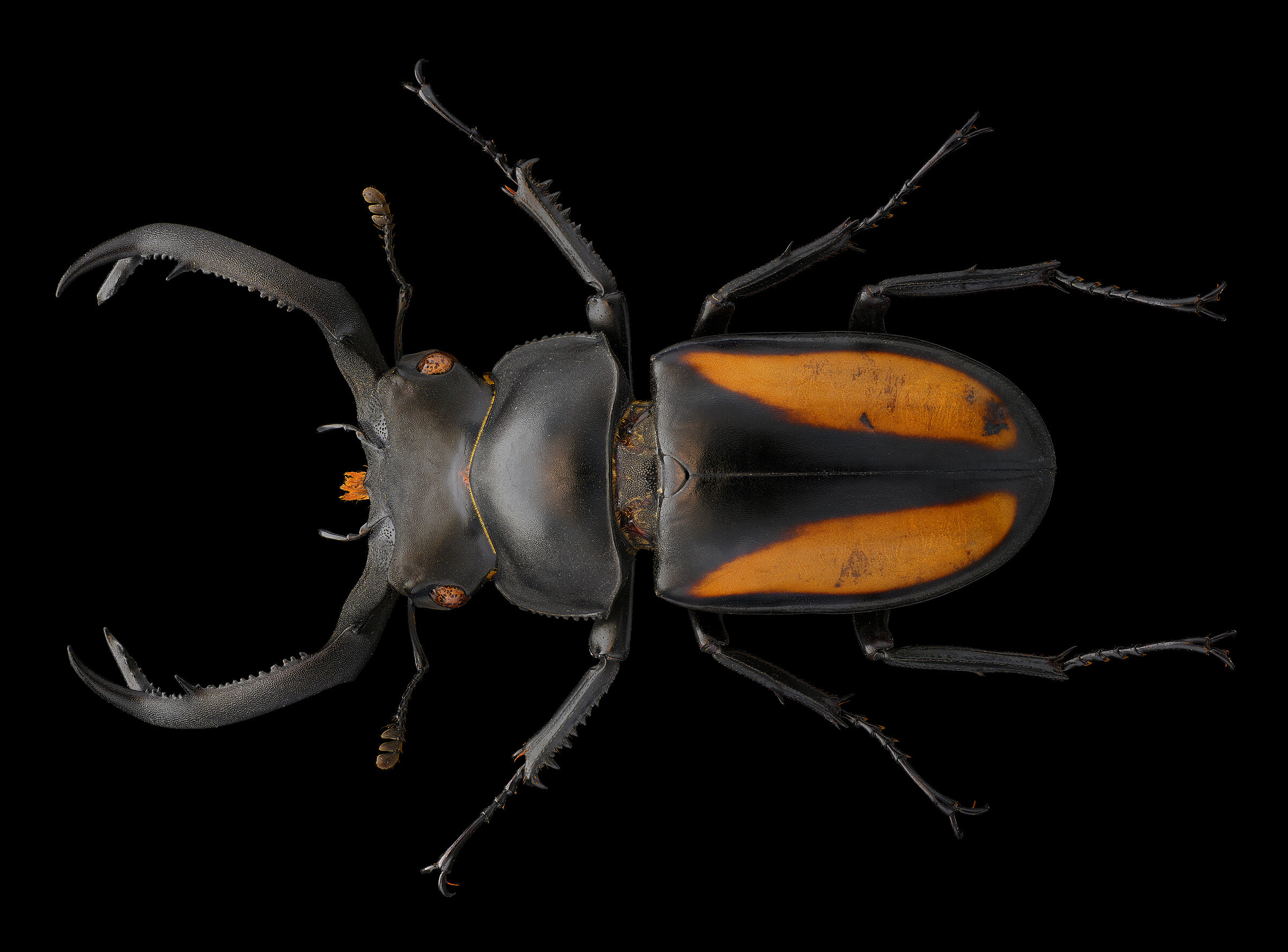 Rhaetulus crenatus boileaui