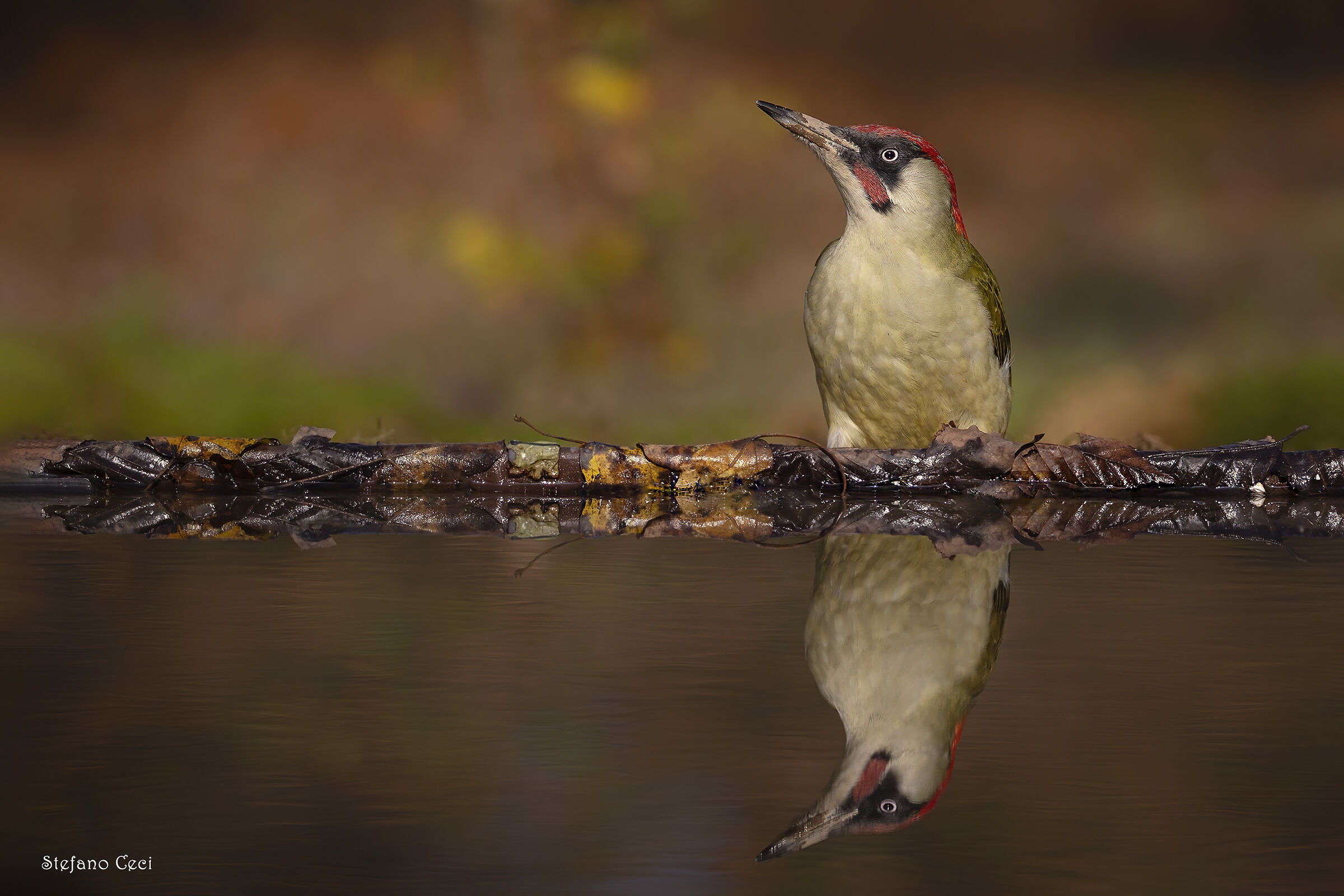 Male Green Woodpecker