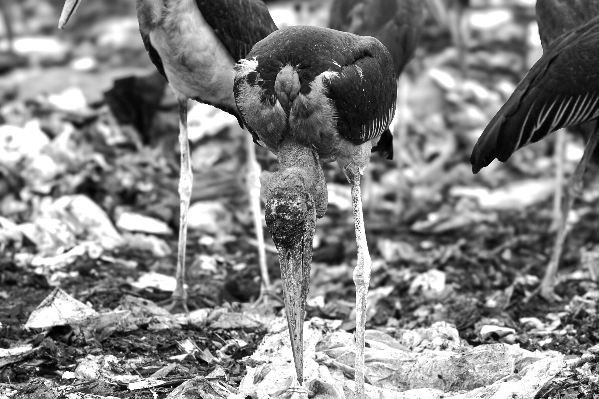 Dandora Landfill 2024