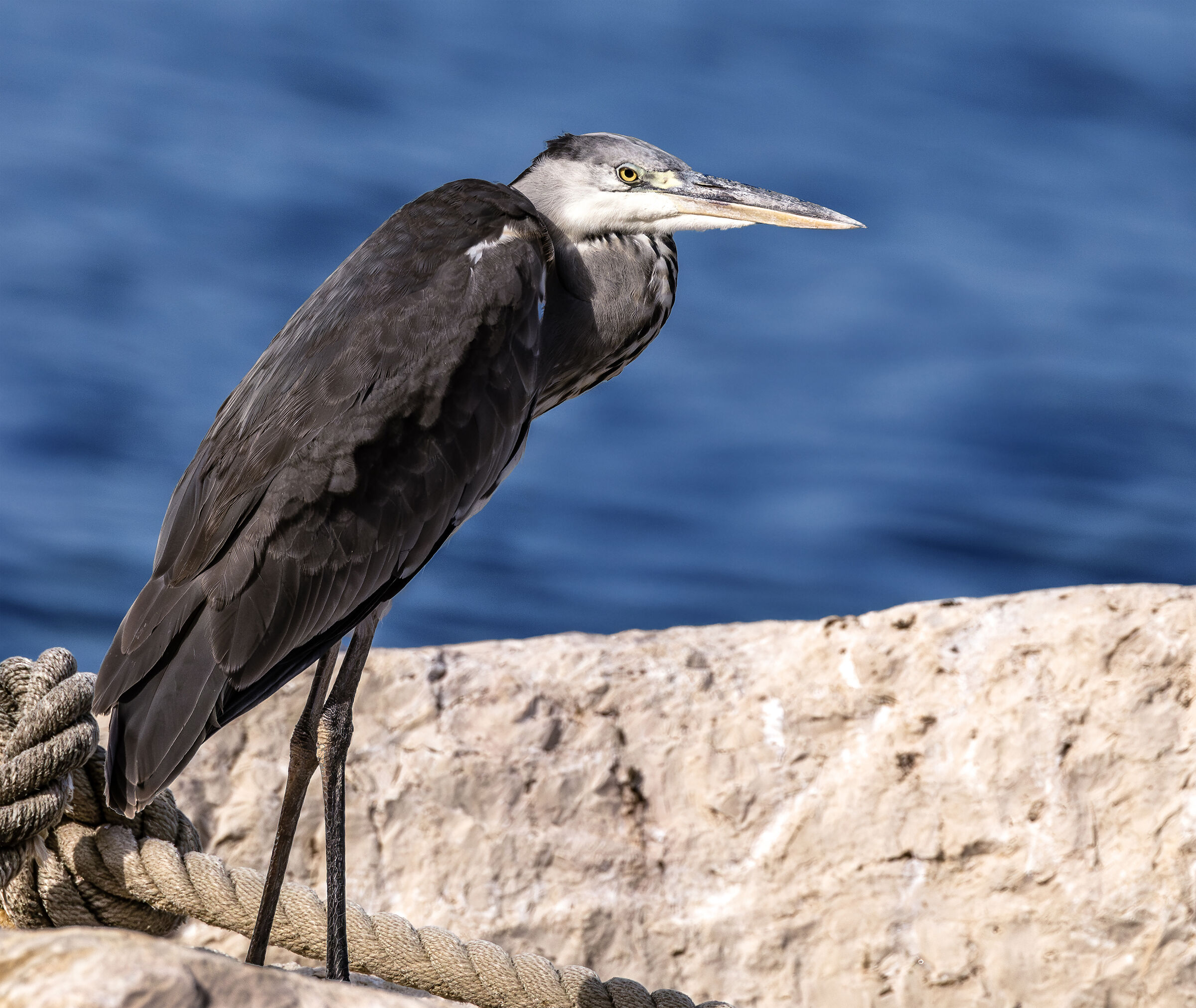 grey heron Ardea cinerea