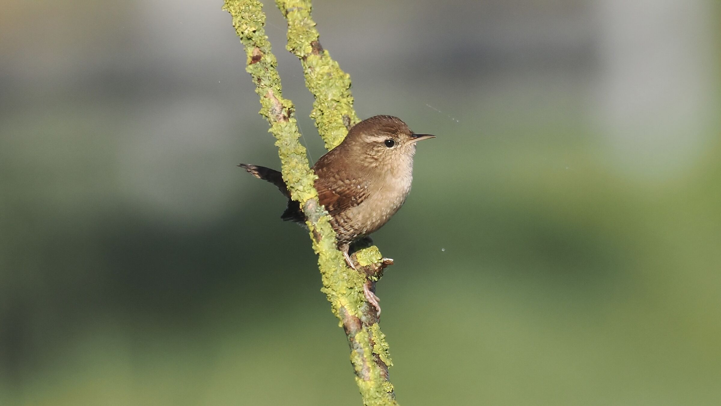 Wren