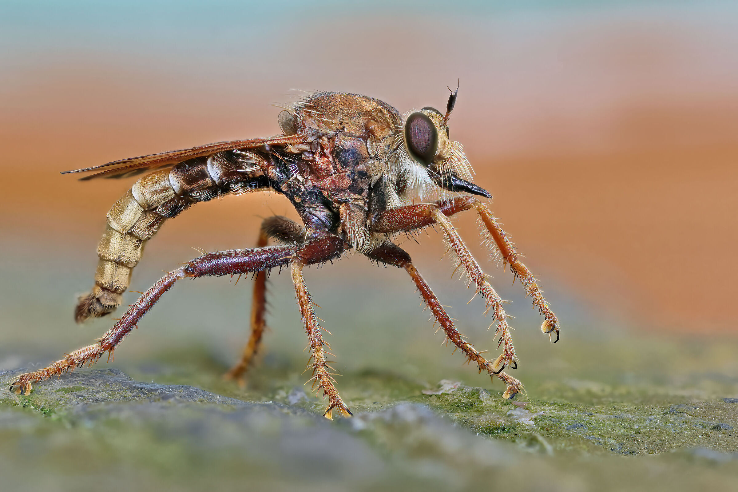 Asilus crabroniformis (focus stacking)