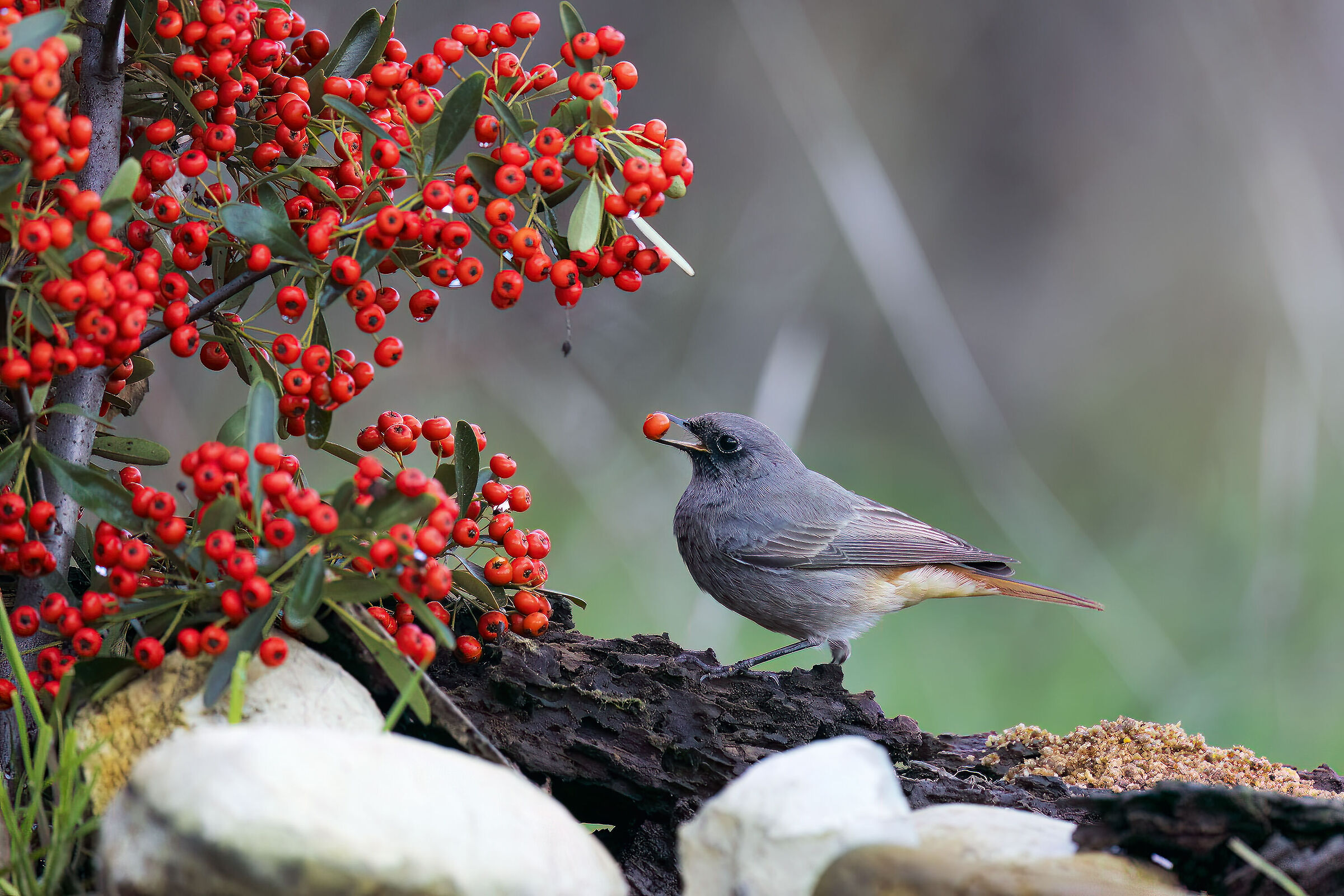 Black redstart