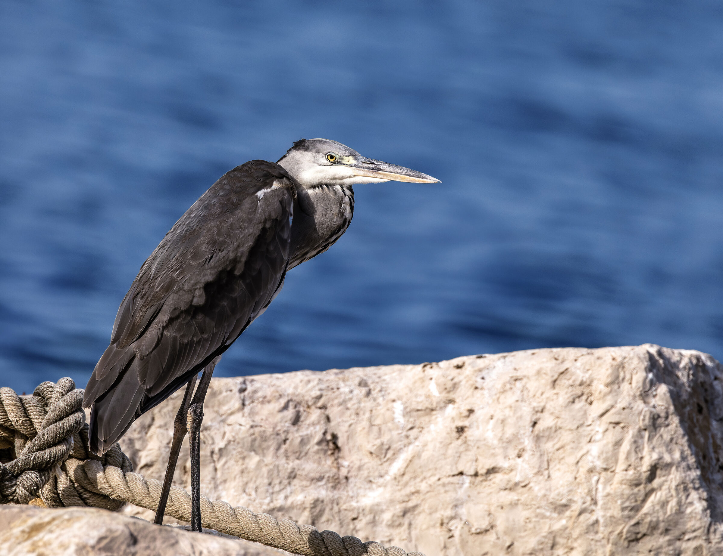Ardea cinerea