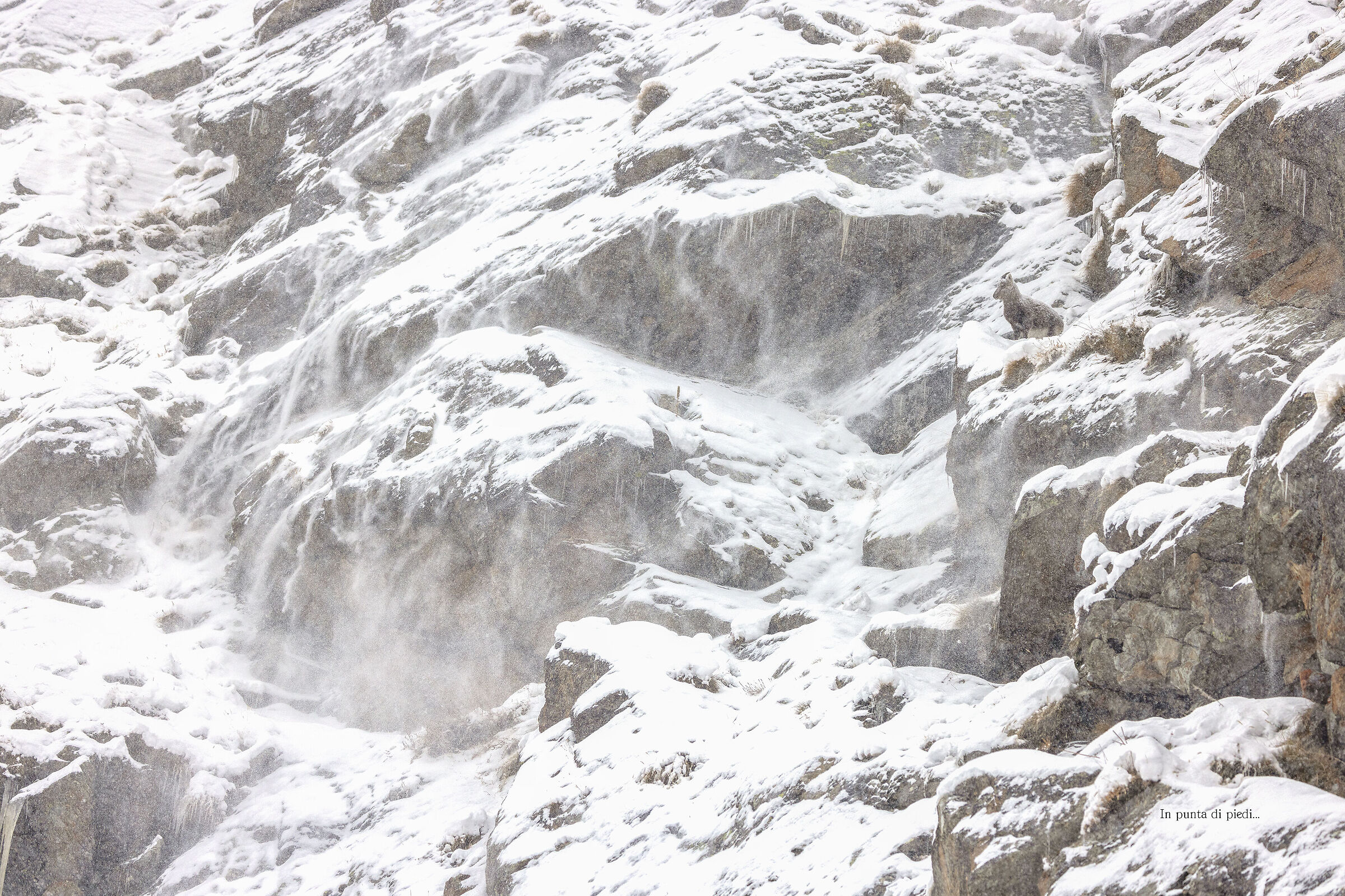 Alpine ibex - Capra ibex impassive in the Storm...