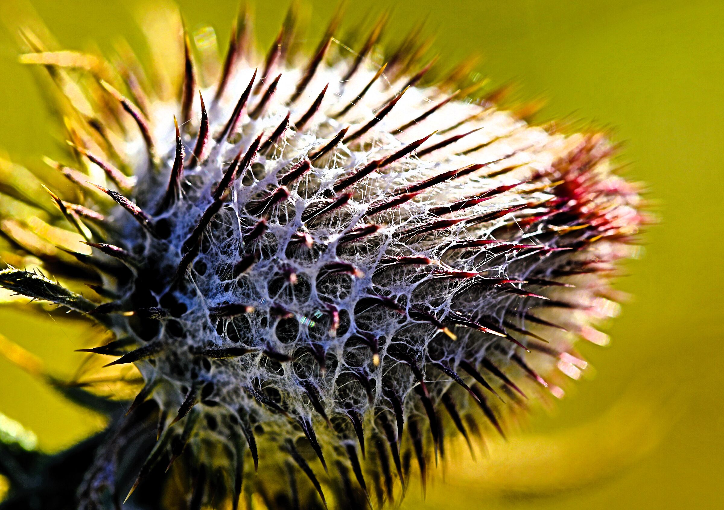 thorny kiss