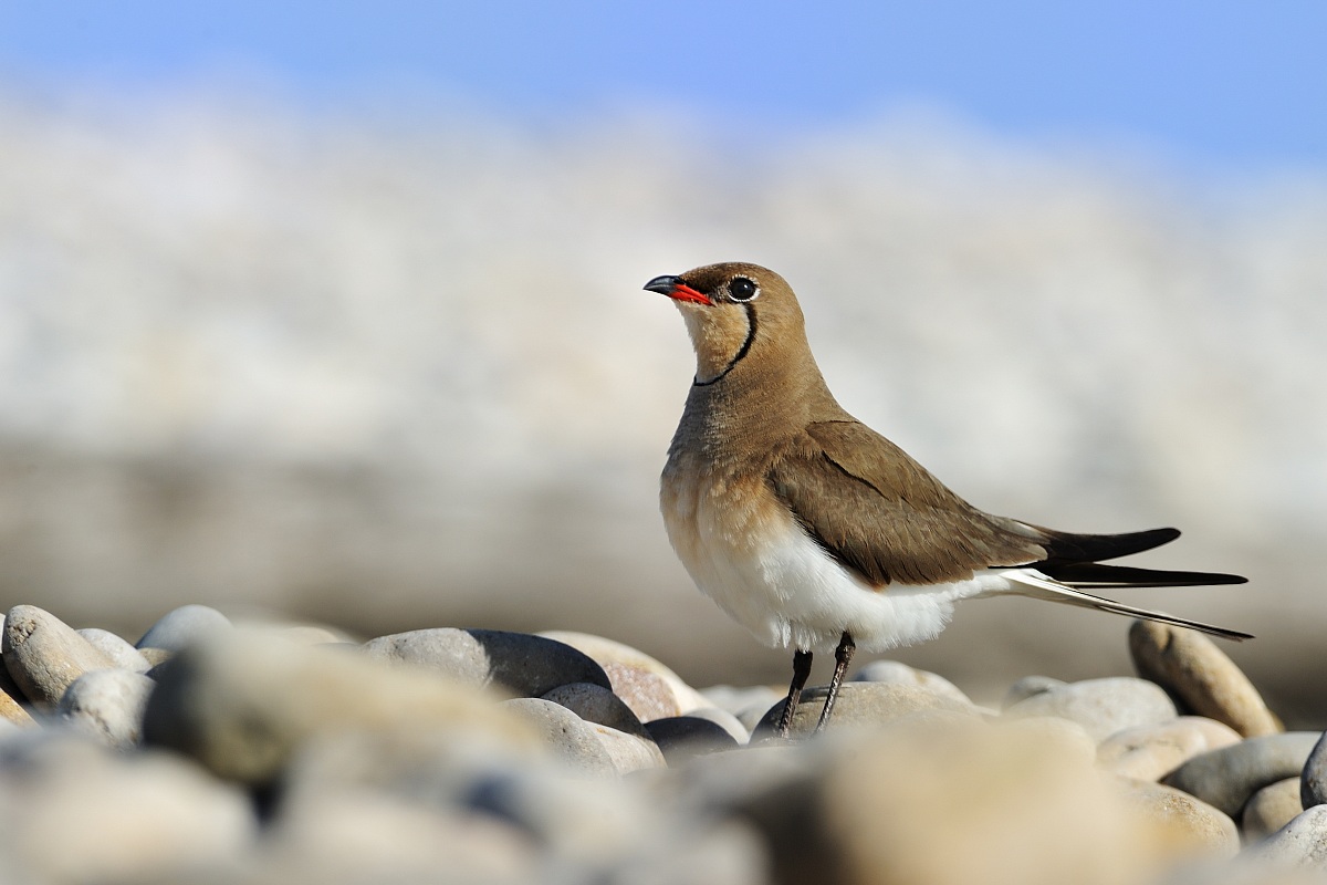 Pratincole-Glareola pratinicola