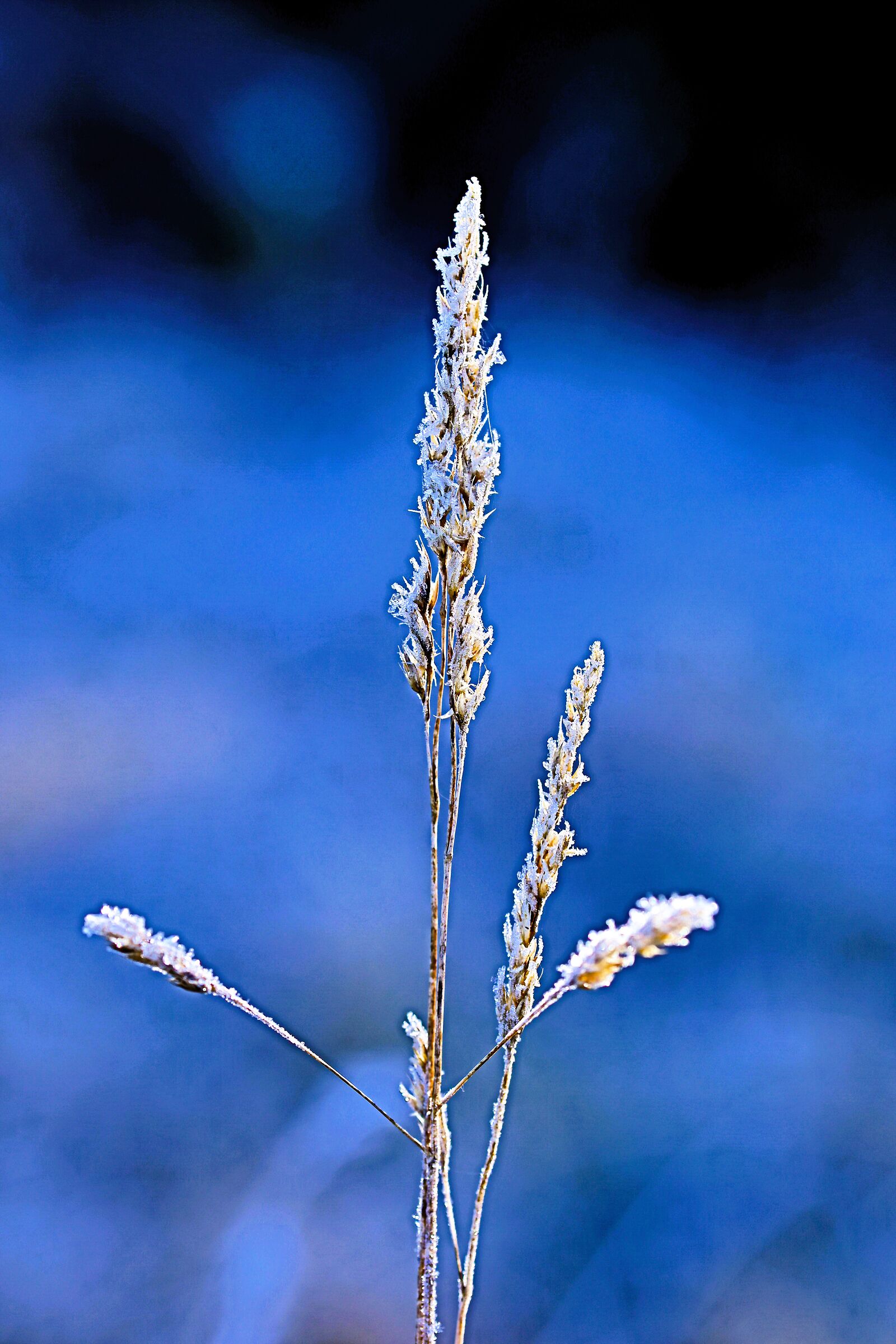 cold