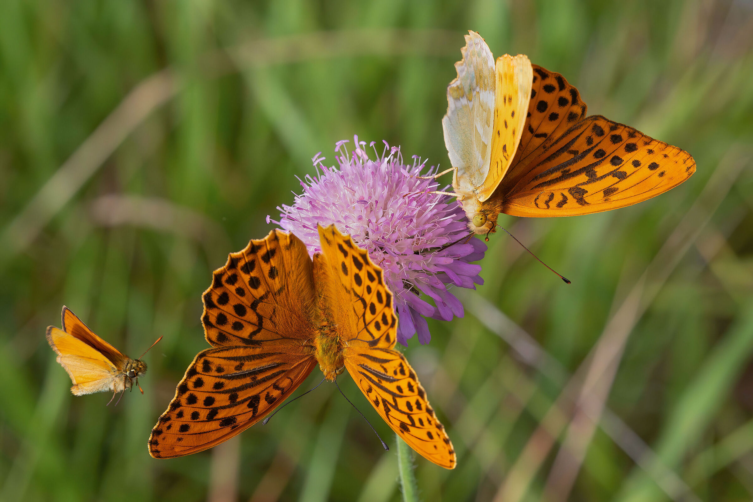 Excuse me, is there room?