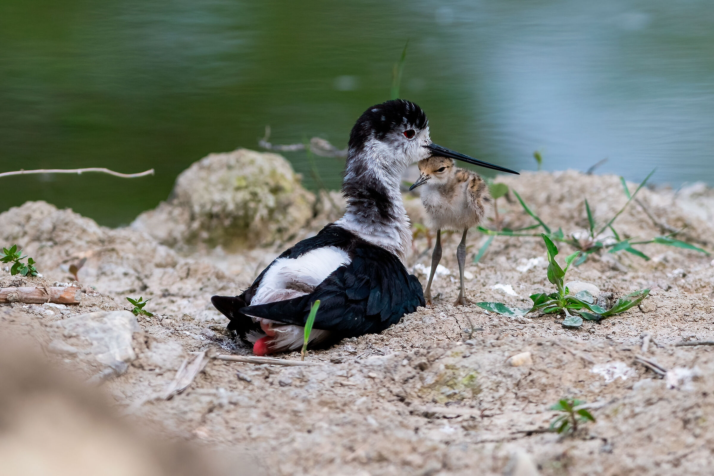 Under Mom's Beak