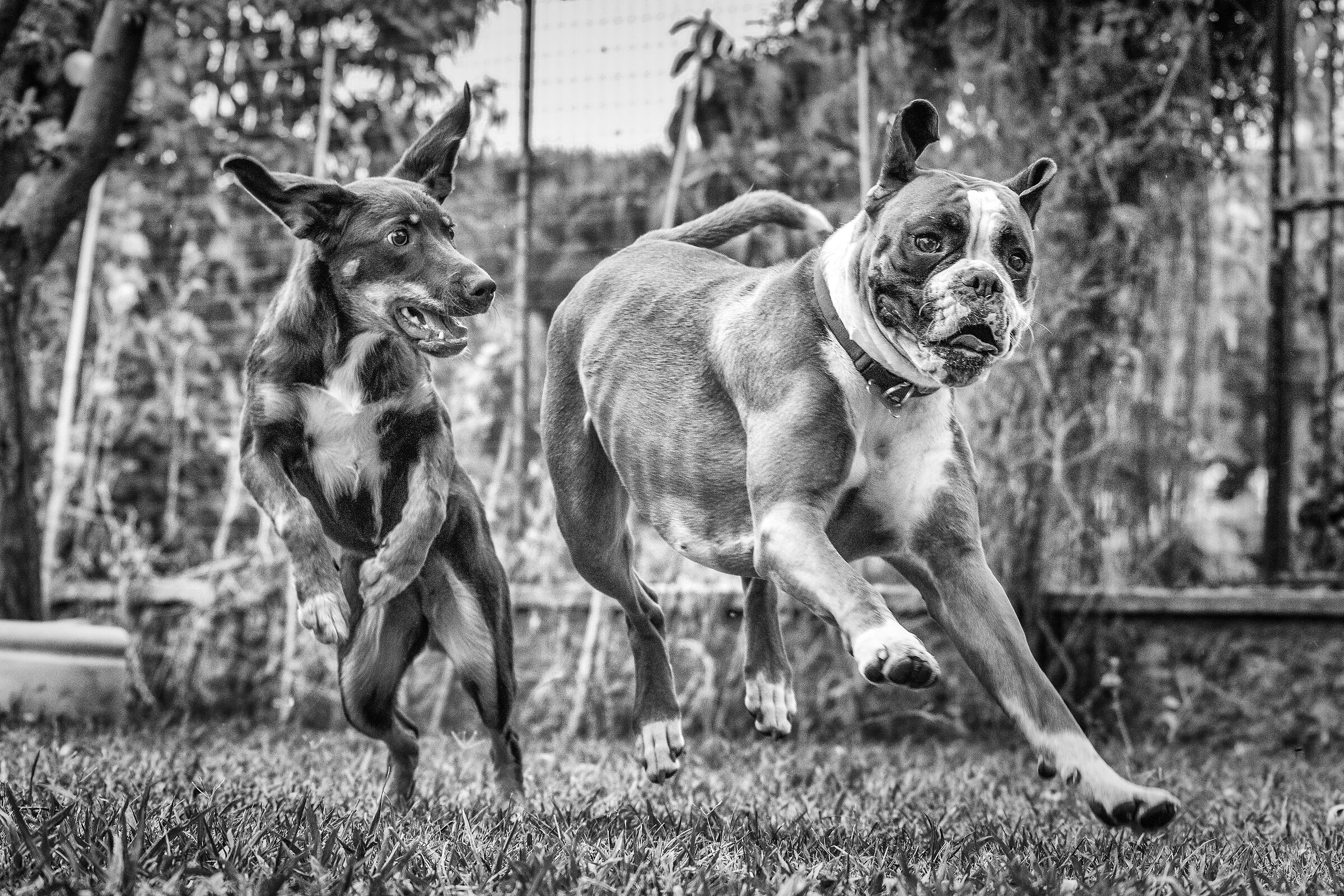 Dog Games