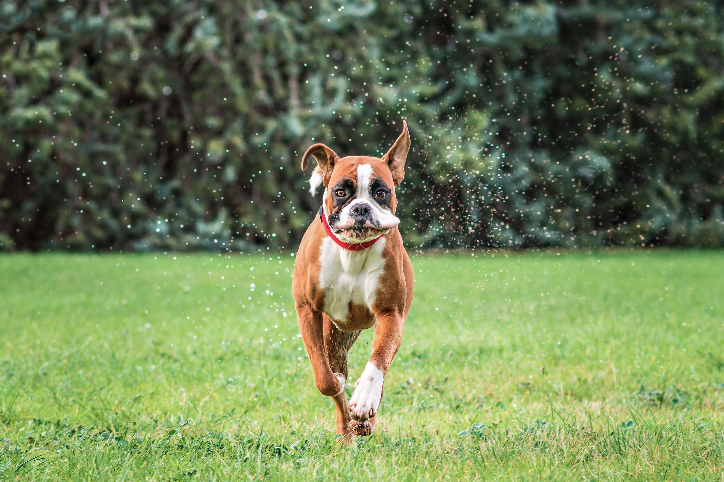 My Boxer Dog