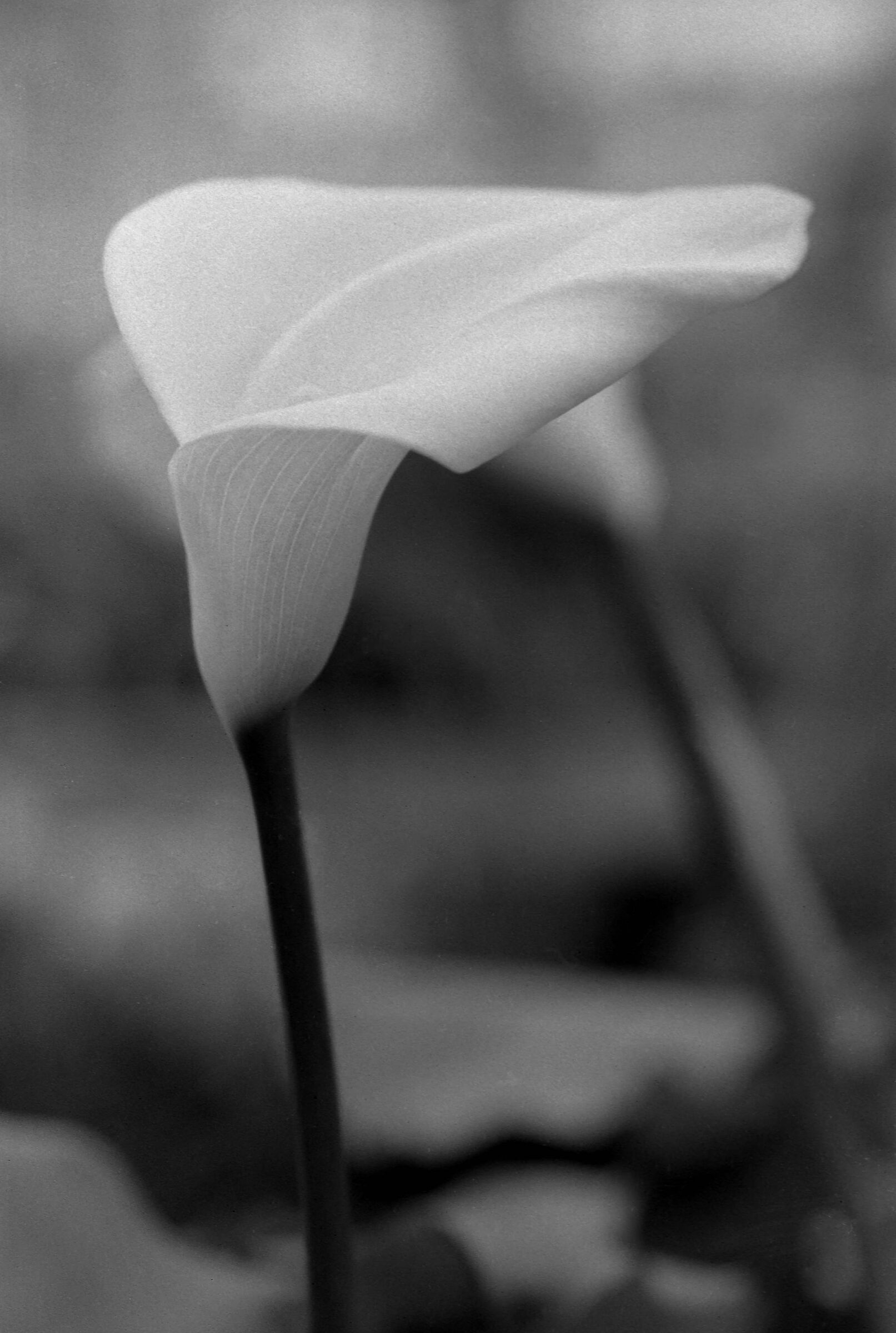 leica r6-2