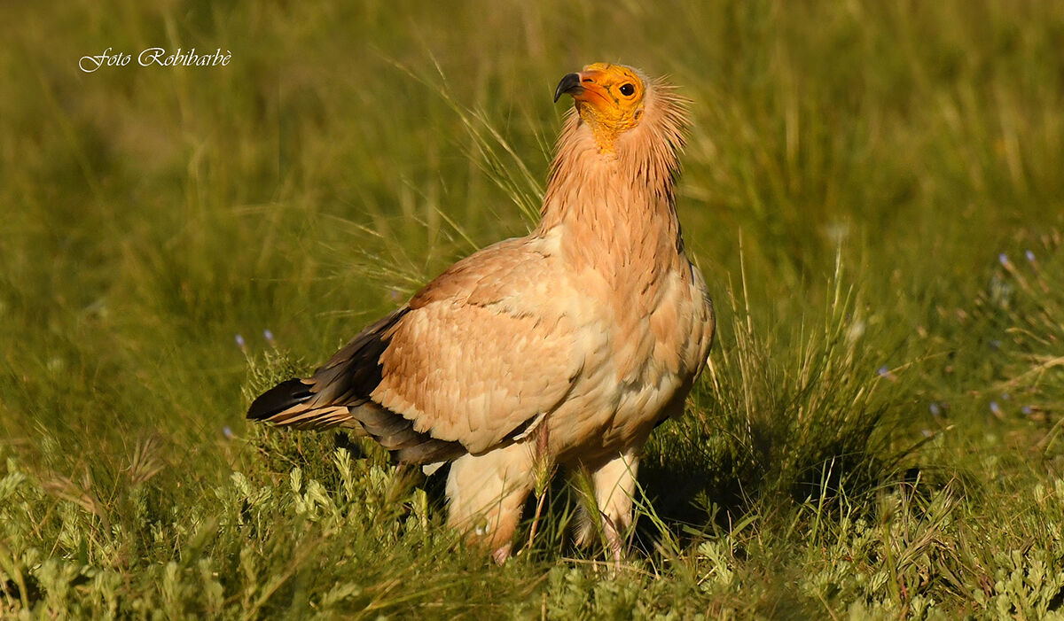 Capovaccaio all'alba...