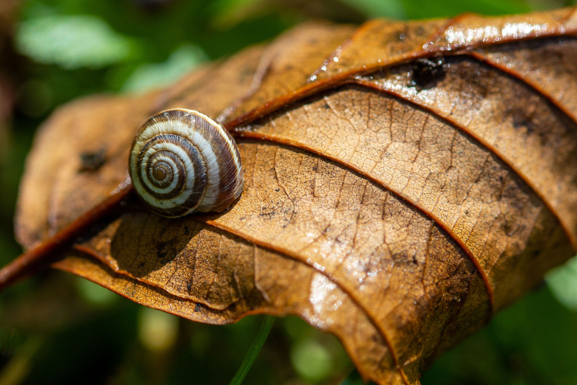 Slow food