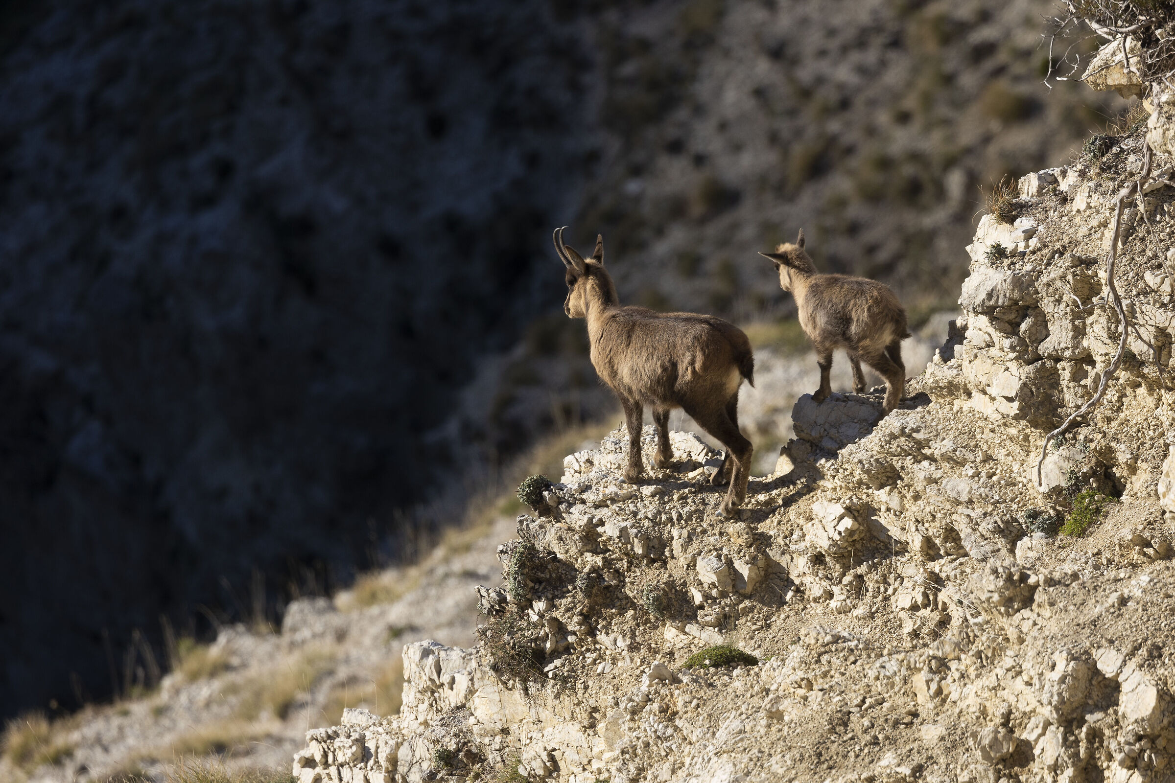 Sibillini chamois