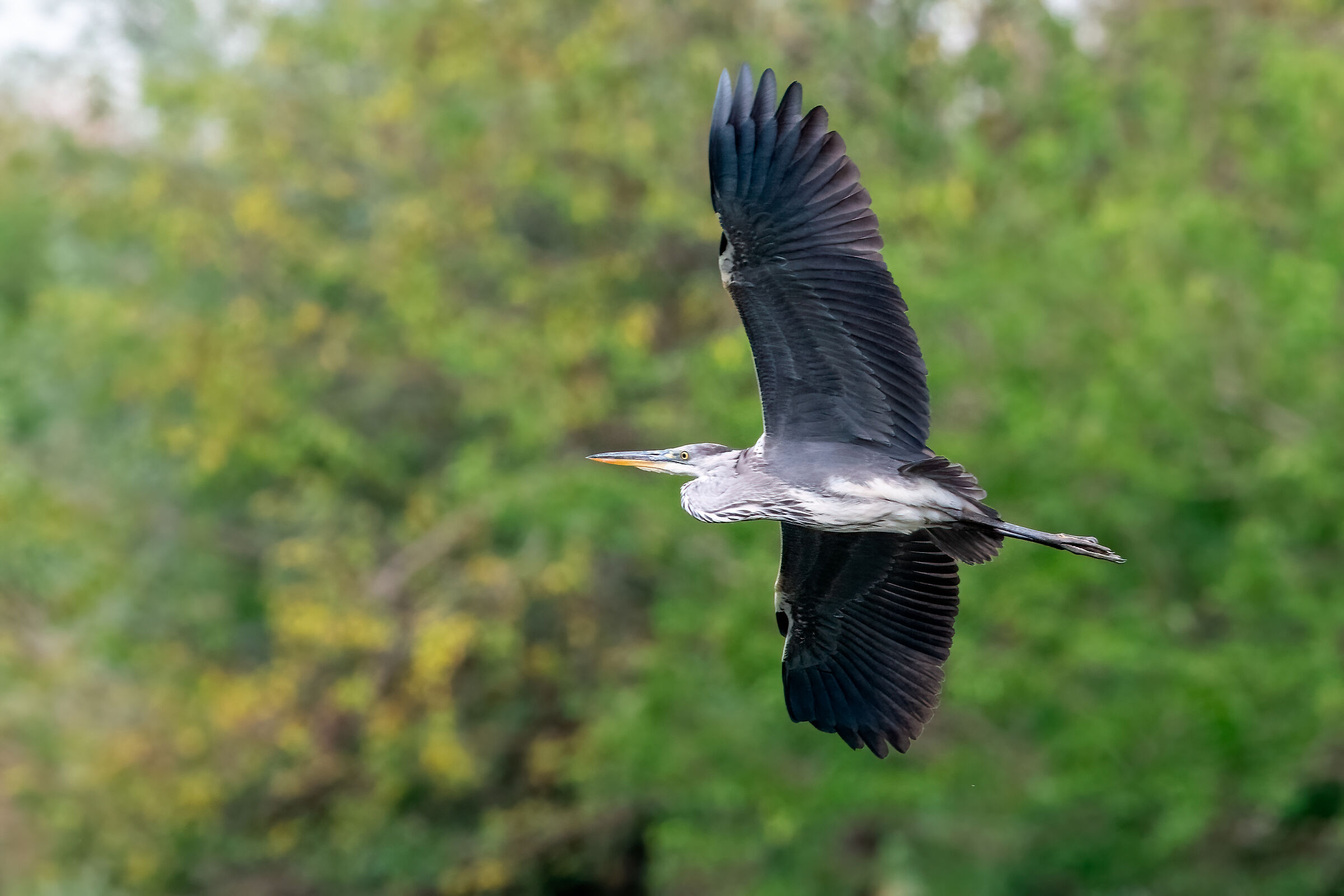 Grey heron in turn