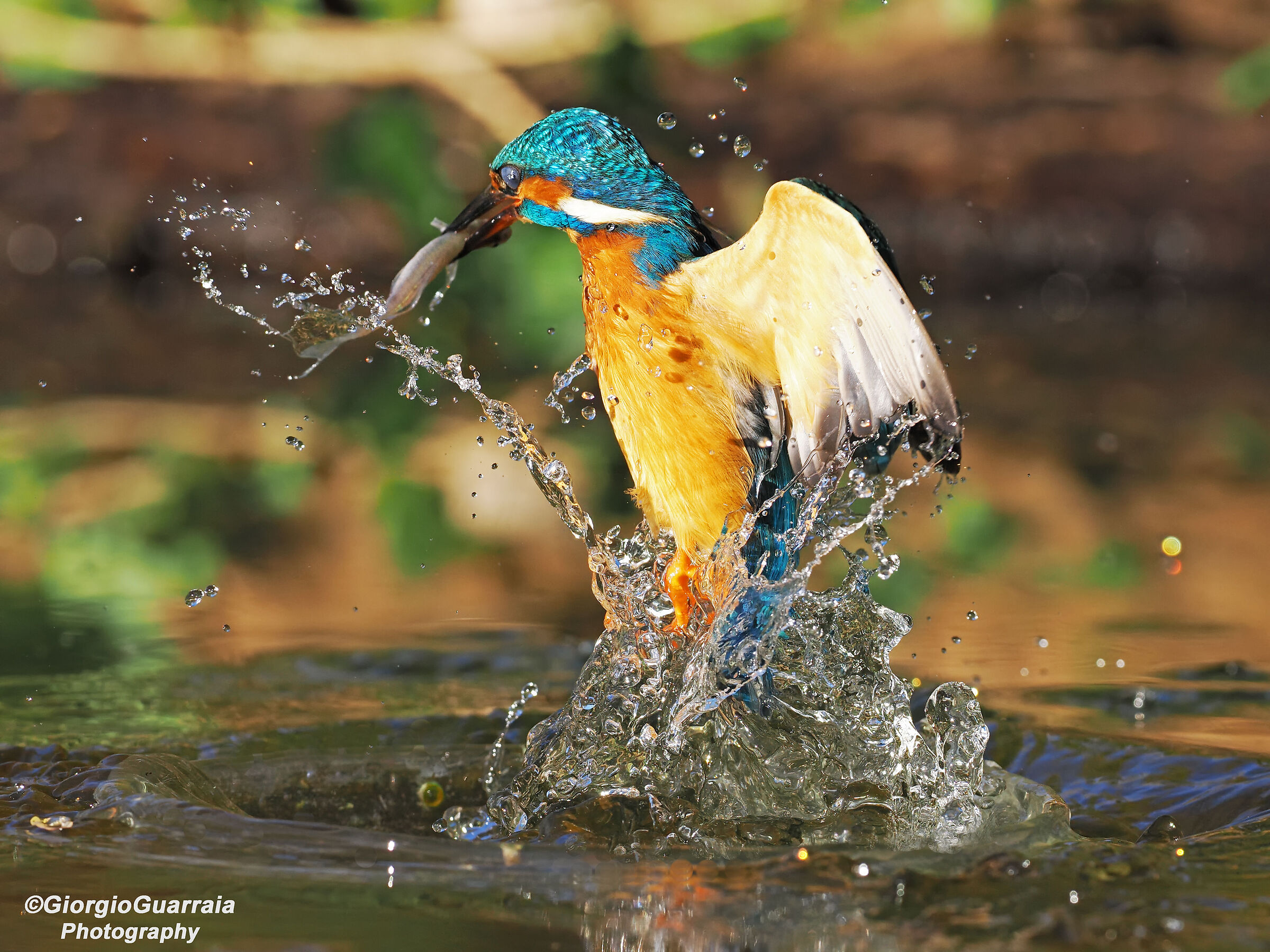 Kingfisher