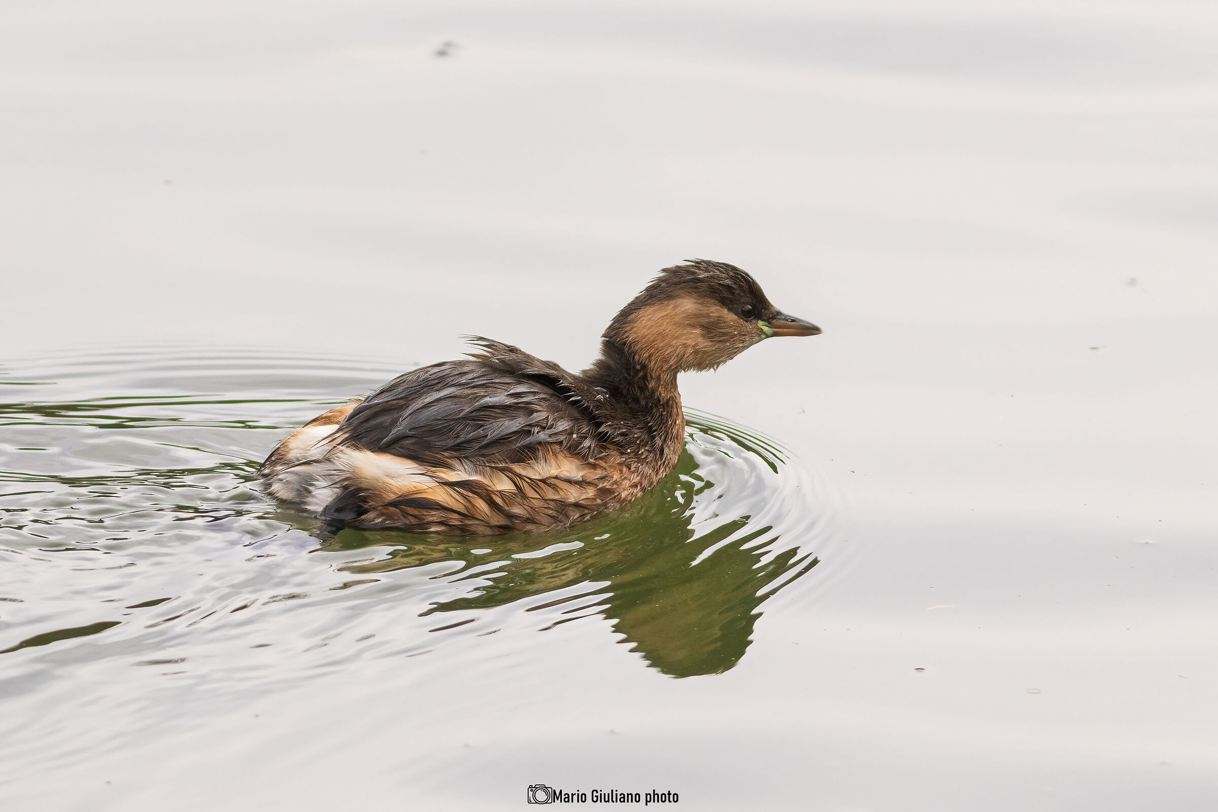 Dabchick